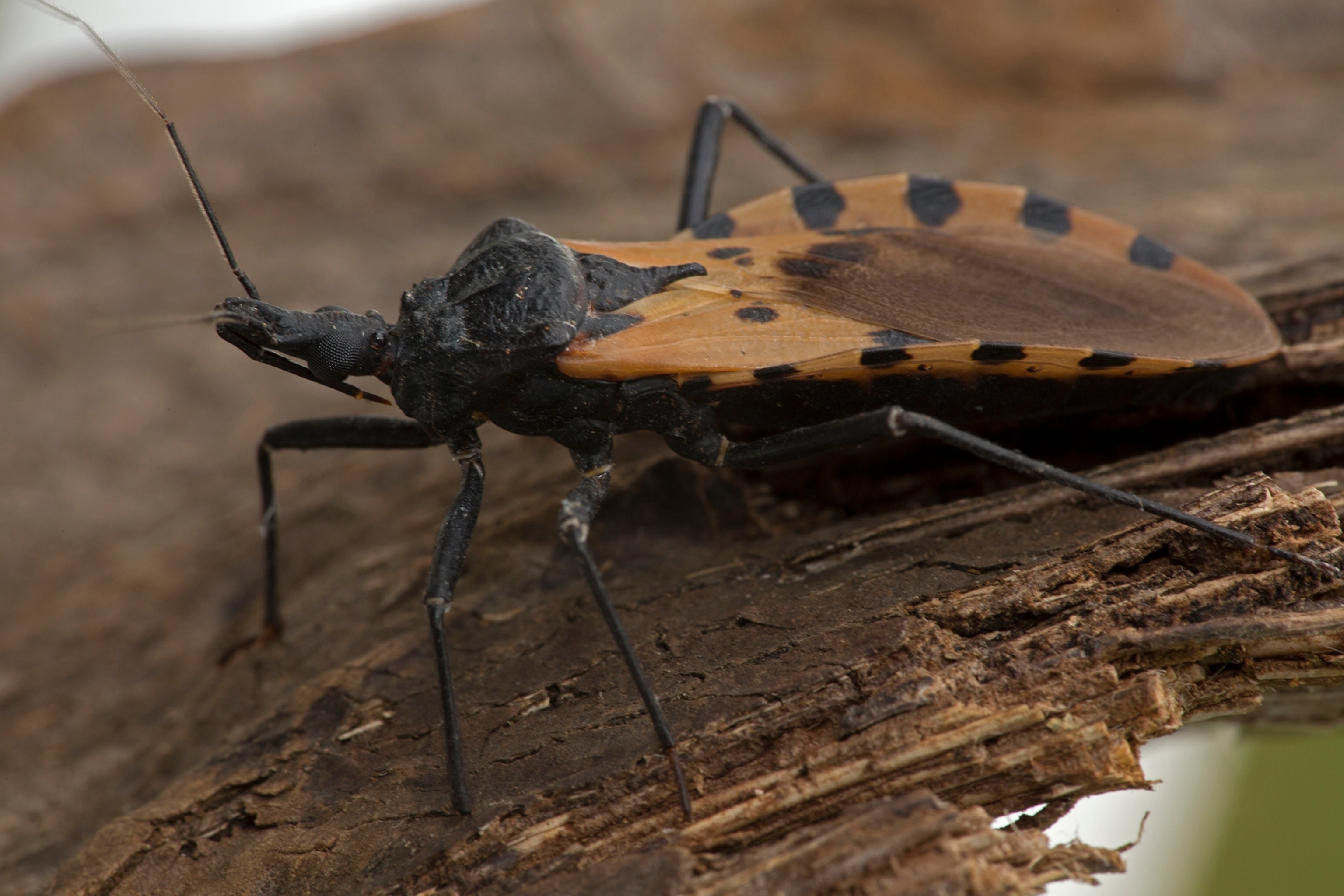 Workers from Haiti's Ministry of Public Health and Population spray chemicals to exterminate mosquitoes in a neighborhood of Petion Ville in Port-au-Prince on May 21, 2014.