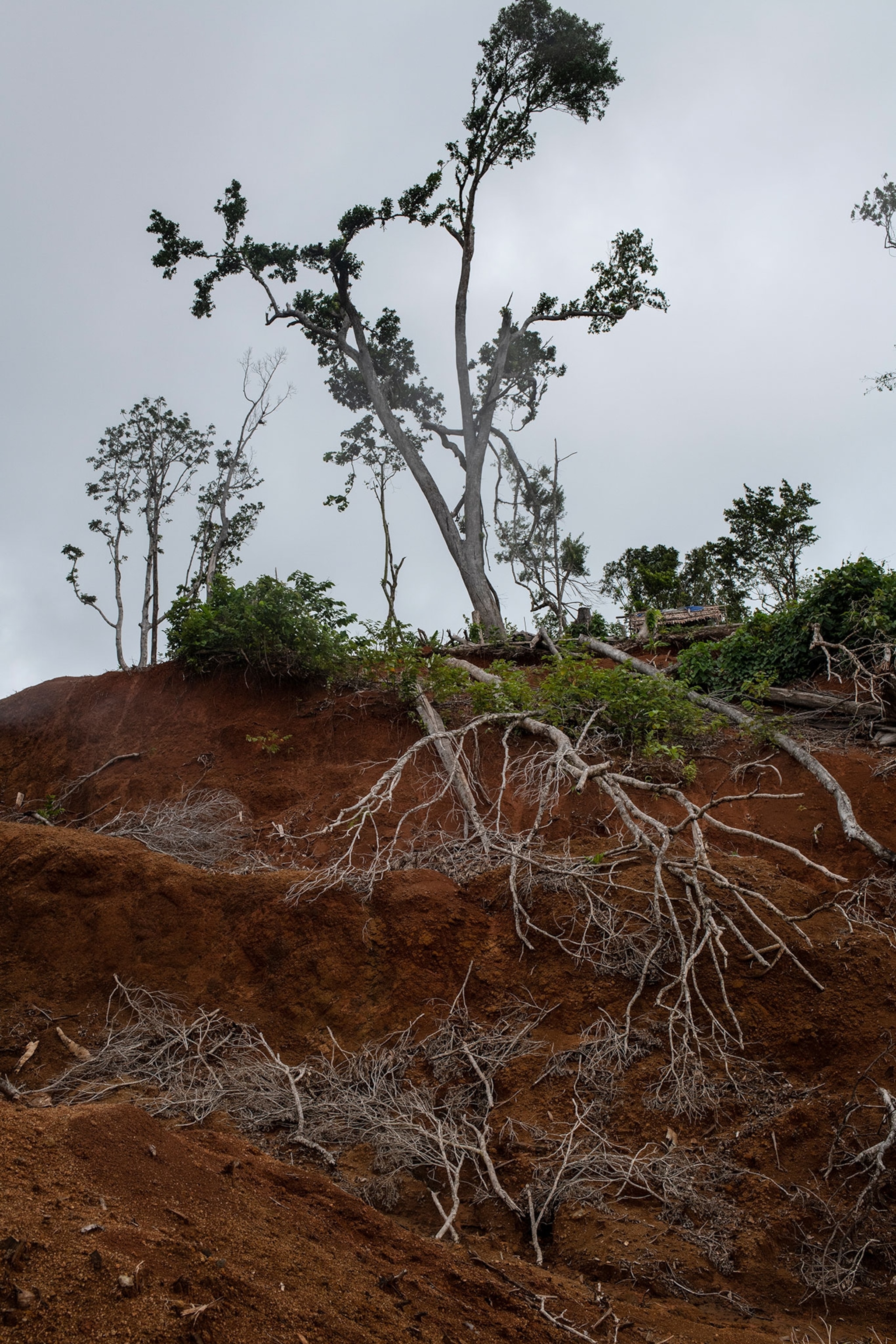 Tubi Tree Logging is ripping apart the Solomon Islands. One man is fighting back.