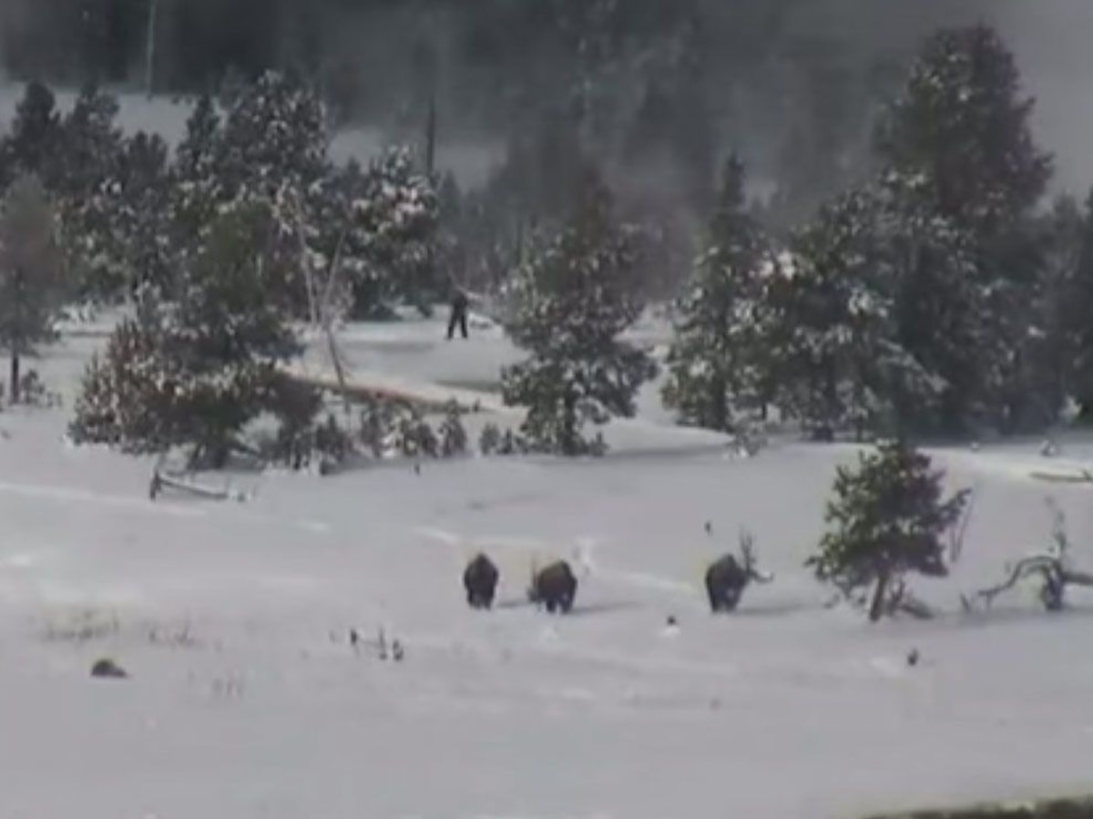 Watch: 'Bigfoot' Spotted in Yellowstone National Park?