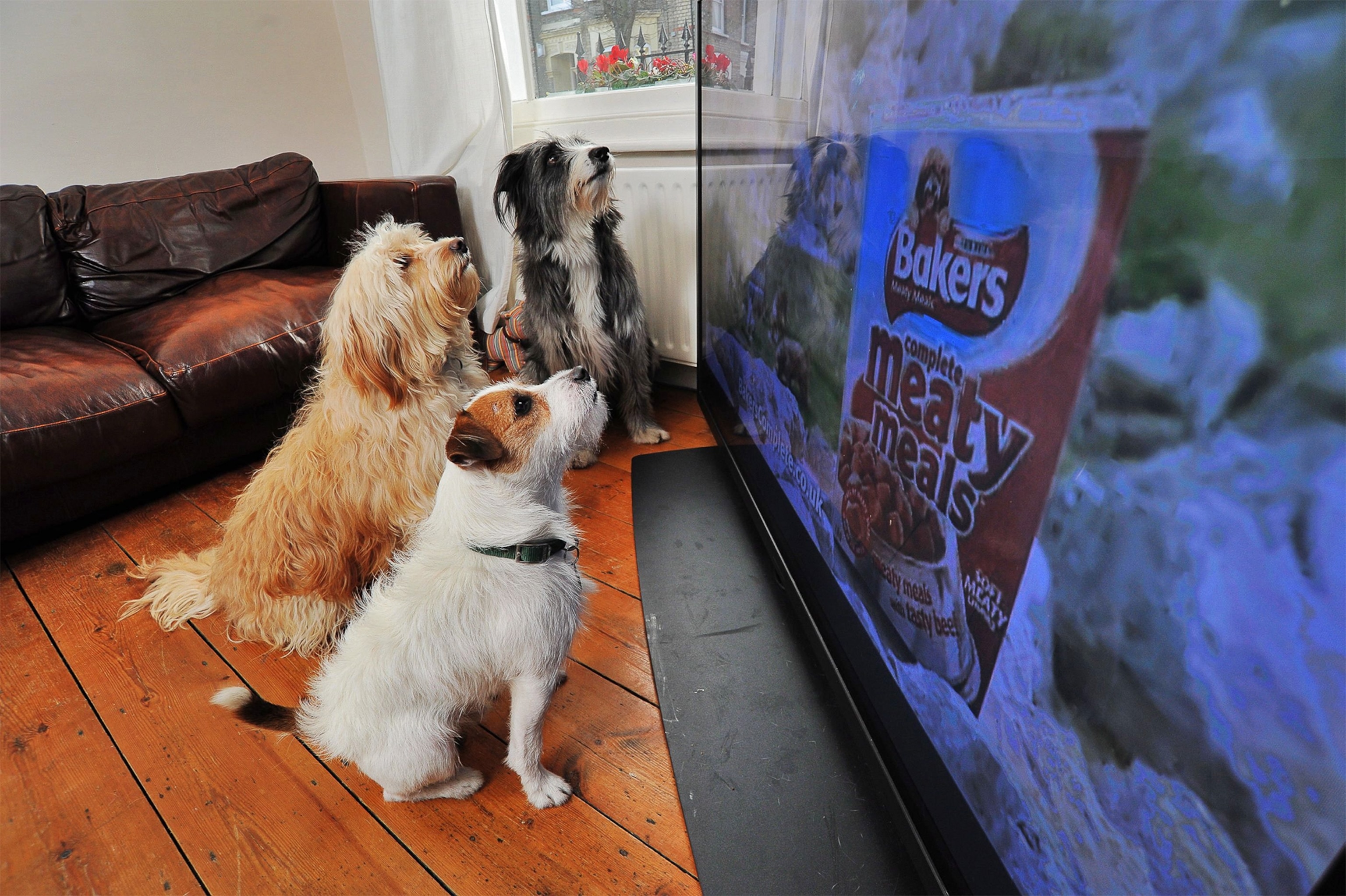 Why Do Dogs Watch and React to TV