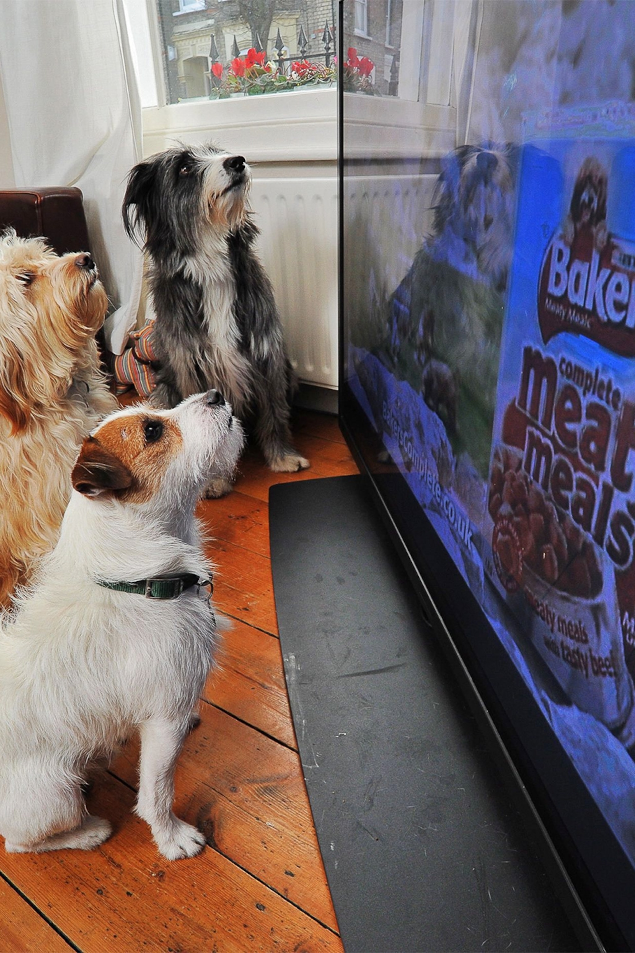 Watch store dog tv