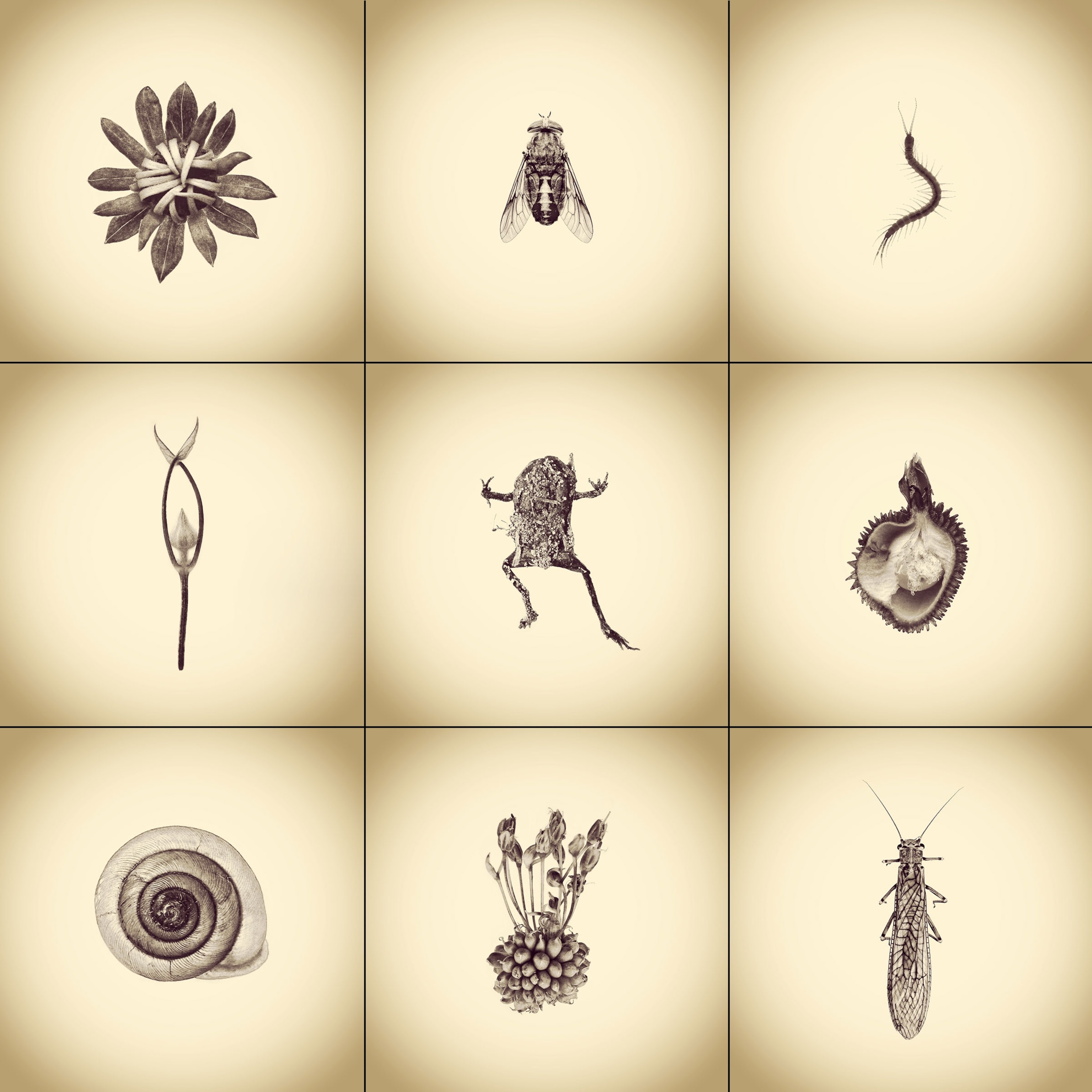 natural objects found near Joshua White's house.