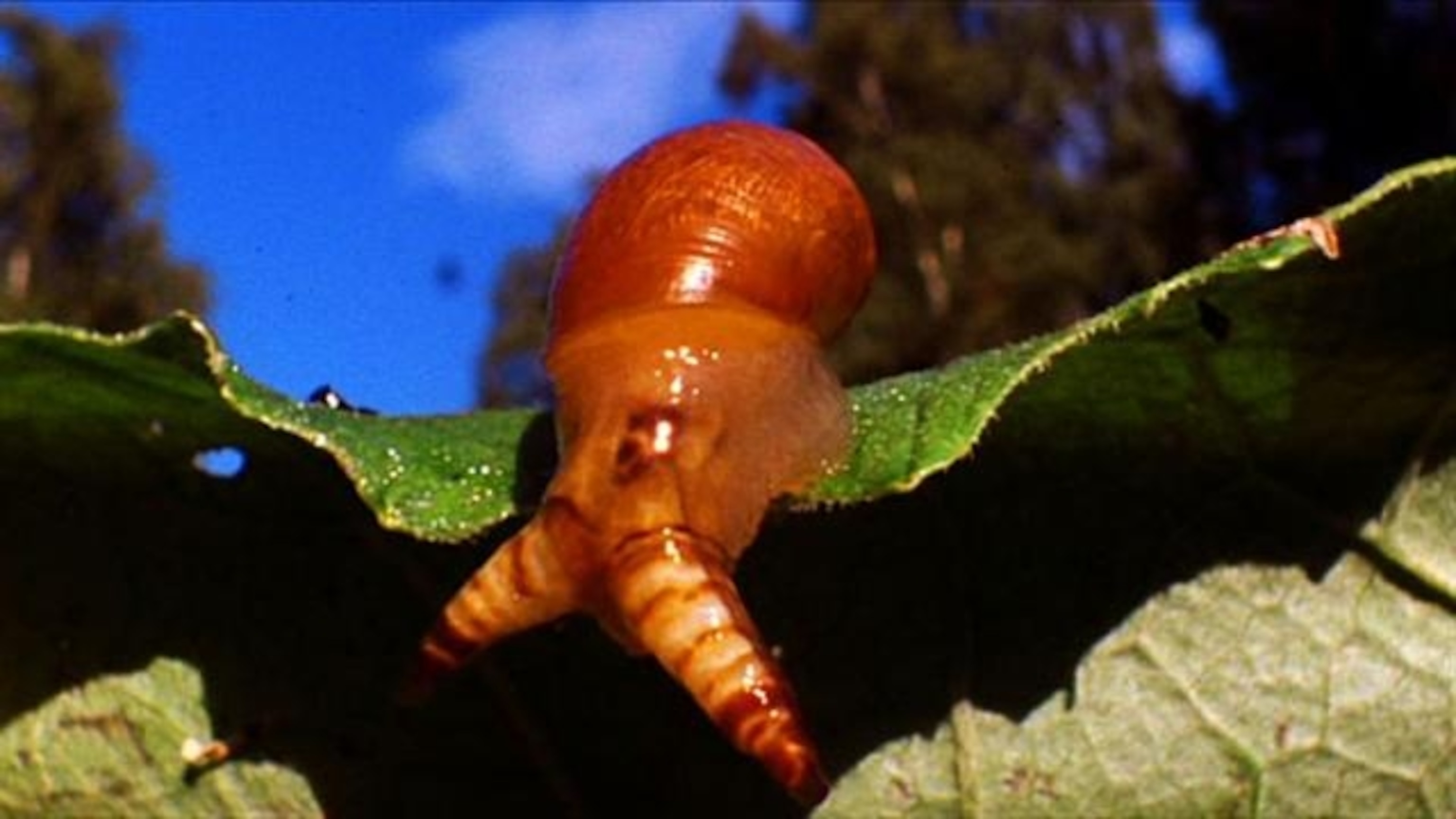 How this invasive snail could save your coffee from destruction