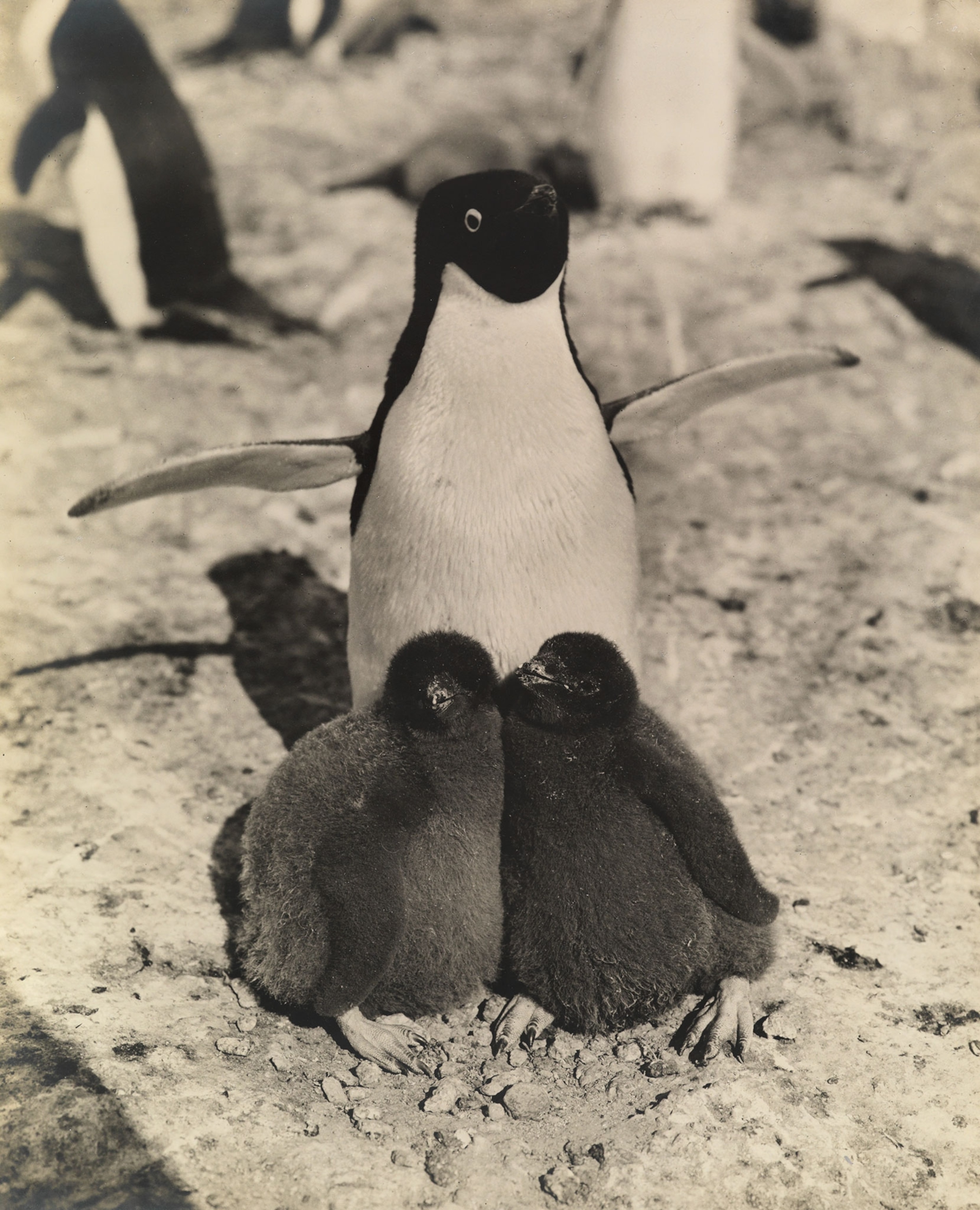 a penguin with two chicks