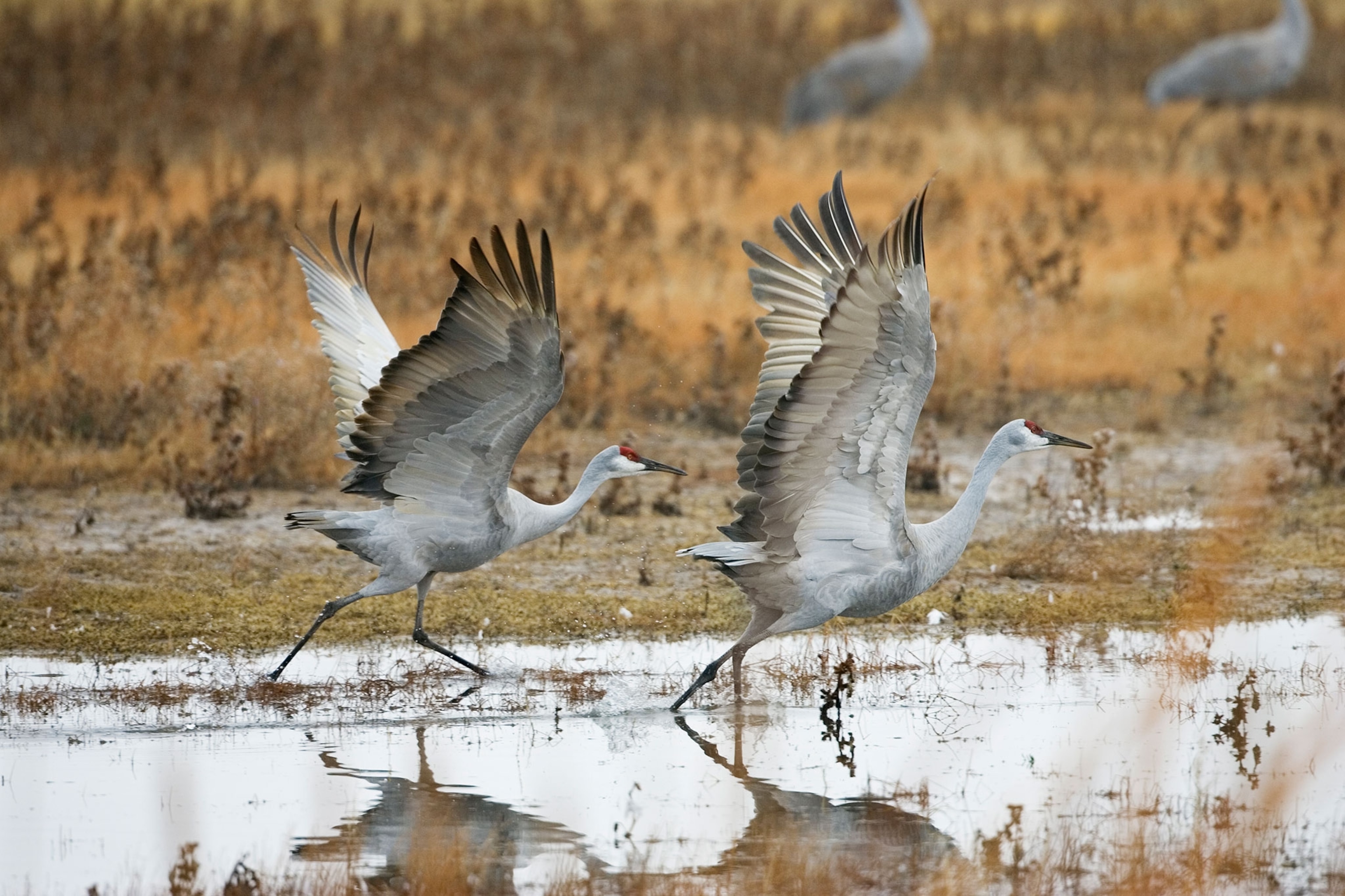 a sandhill crane pair taking flight
