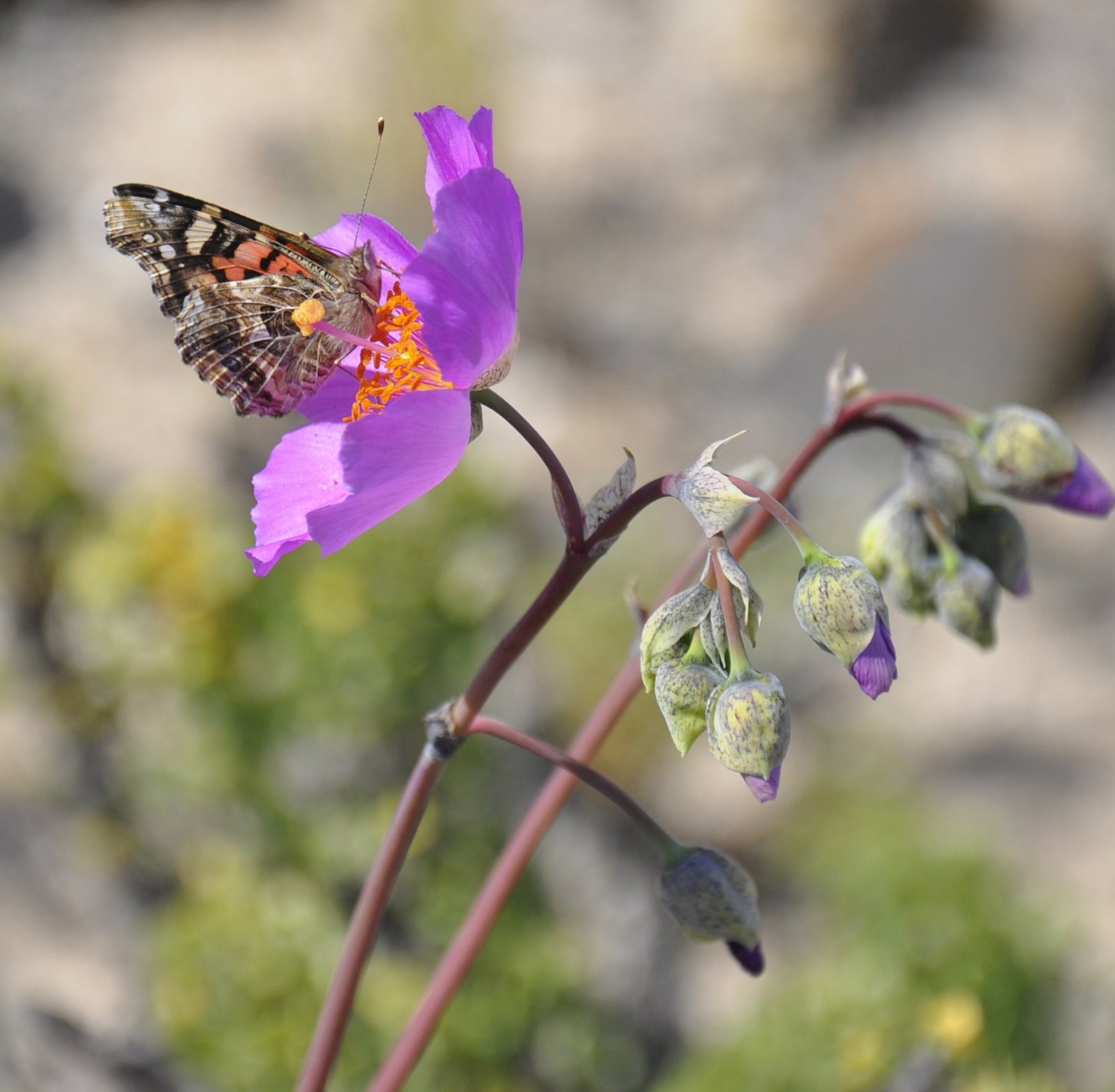 flower in Atacama Desert