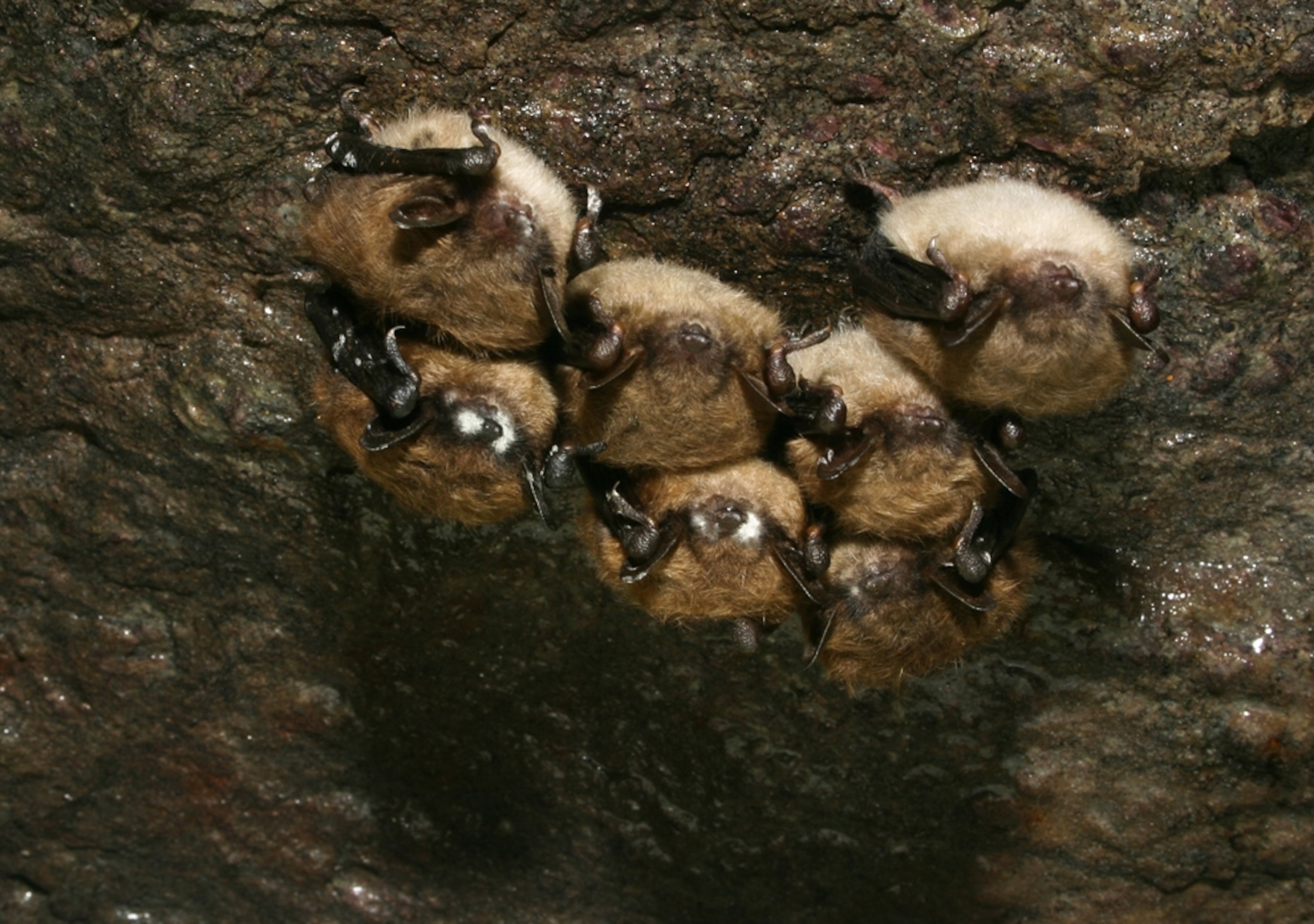 Small cluster of hibernating little brown myotis (Myotis lucifugus), each showing different stages of infection from the cold-loving fungus, Geomyces destructans.
