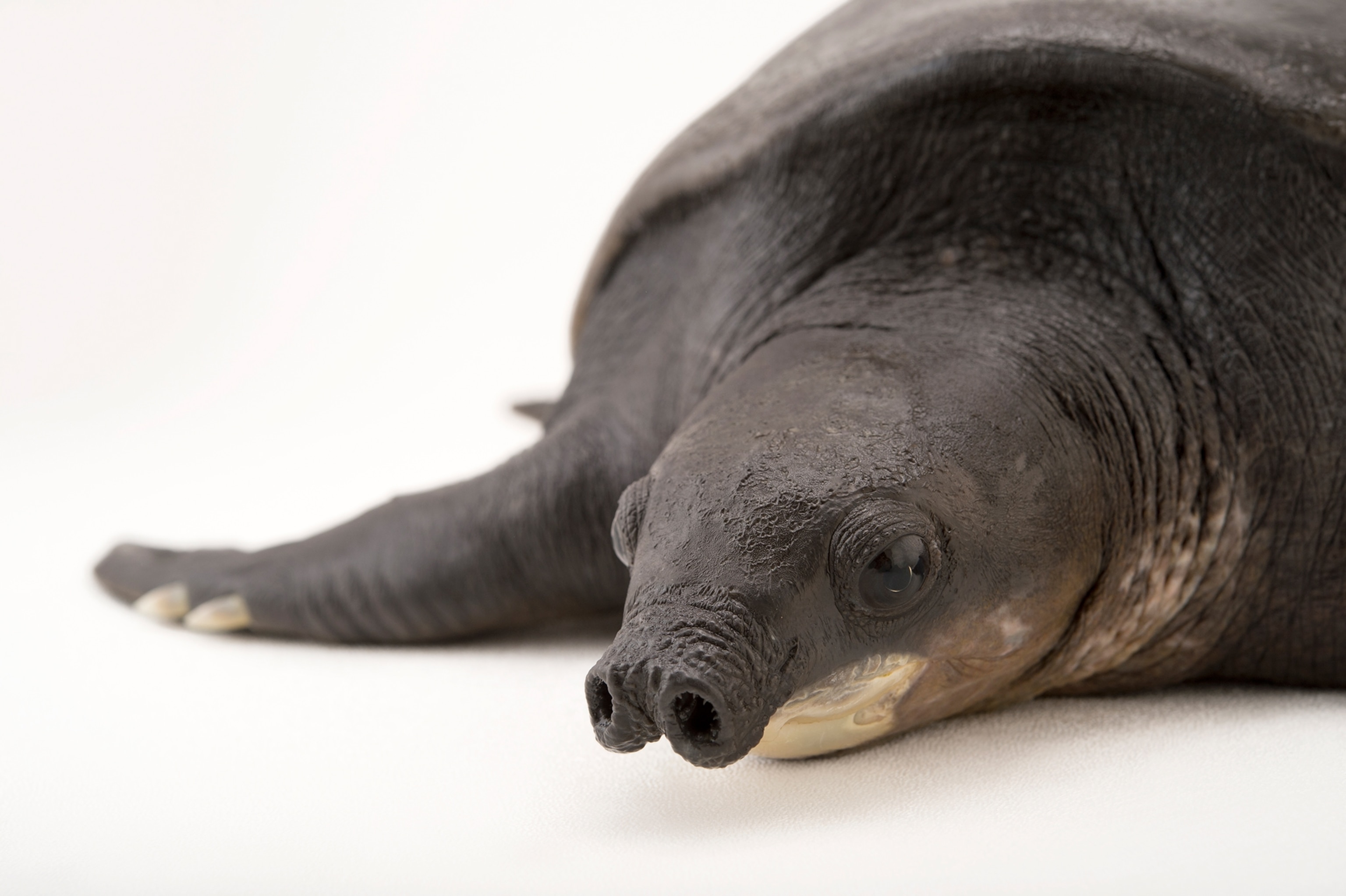 a pig-nosed turtle taken in Oklahoma City