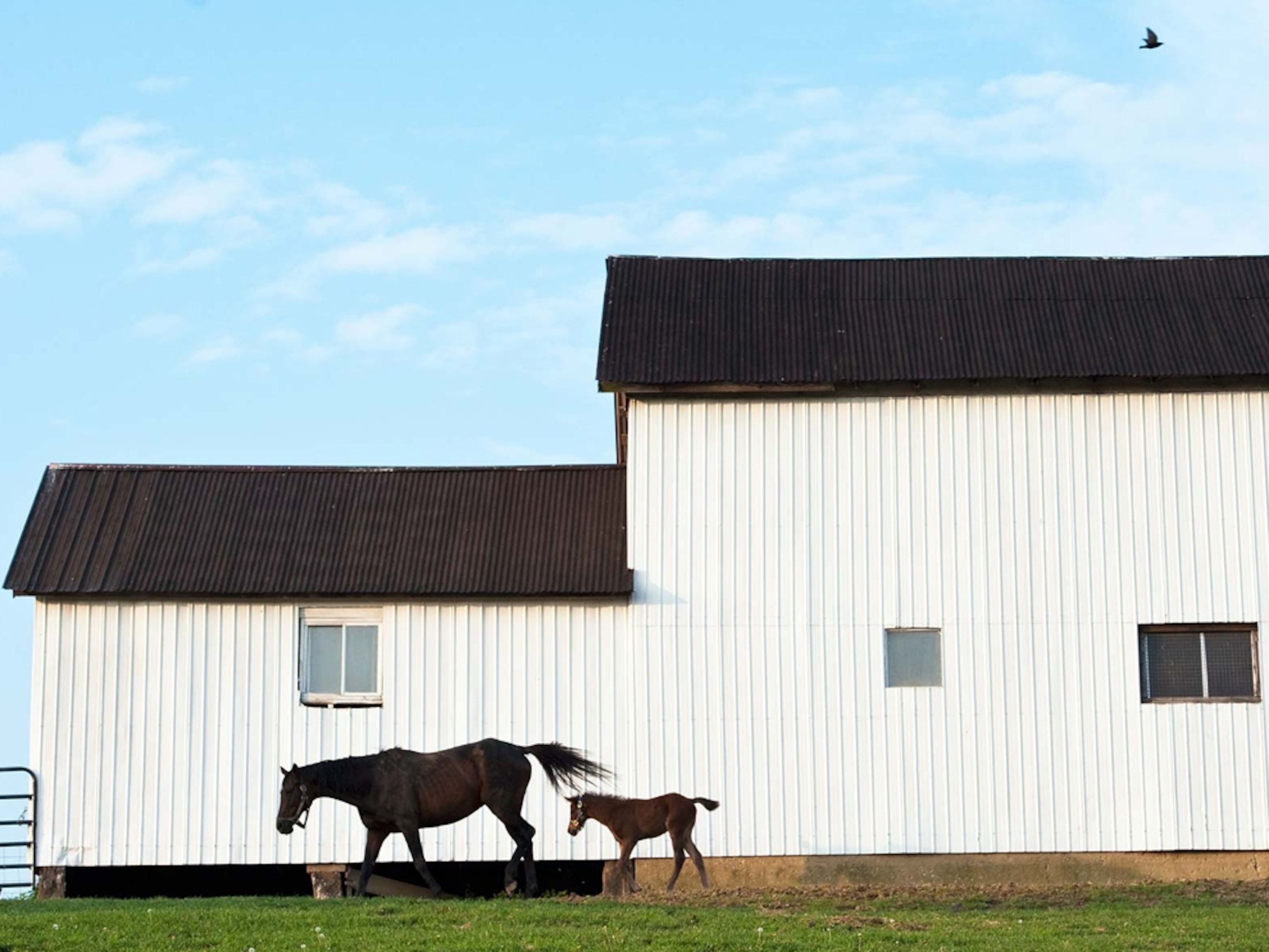 Two horses trot past a barn on a farm in Avela, Pennsylvania.