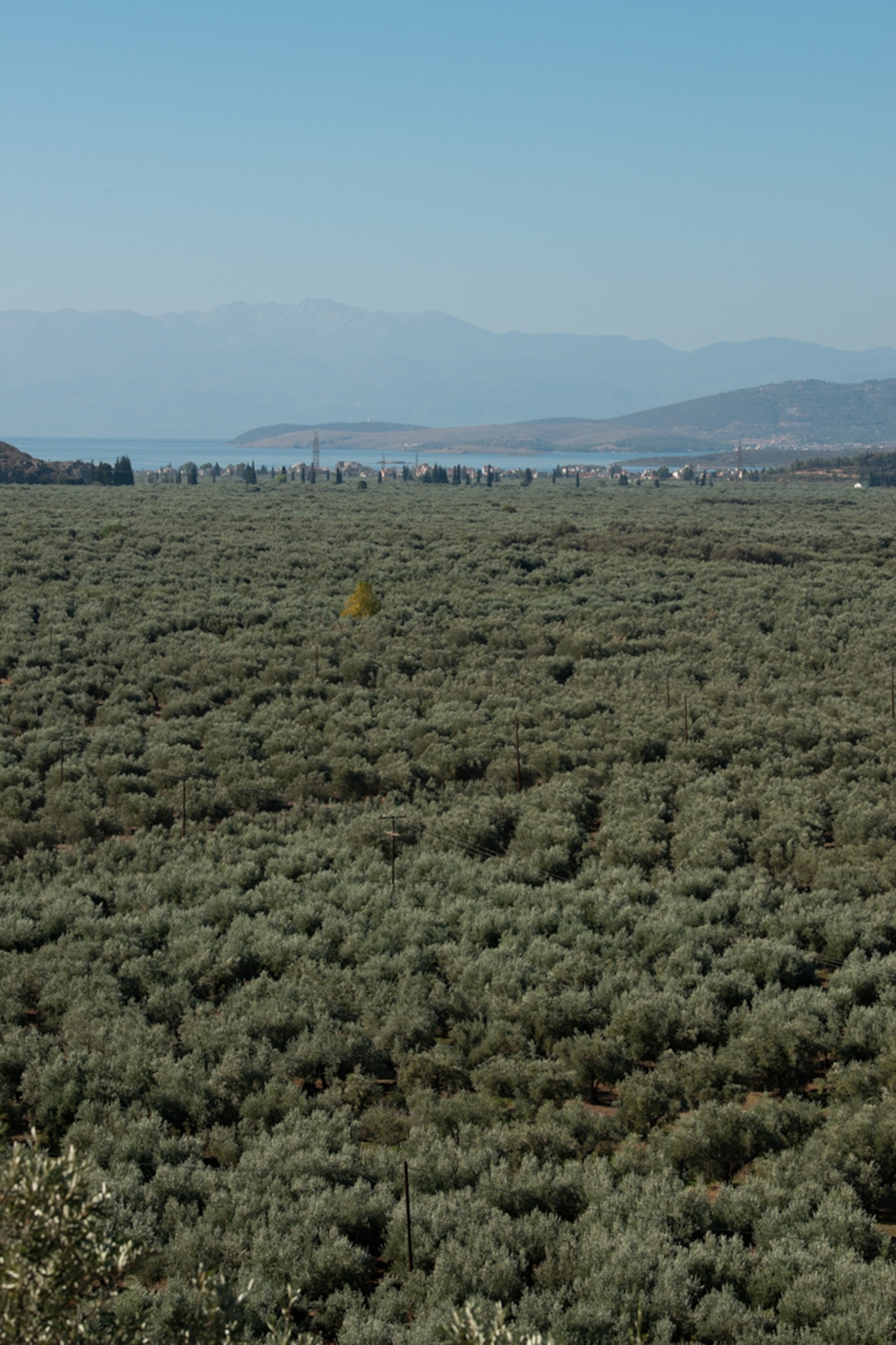A vast valley full of olive trees