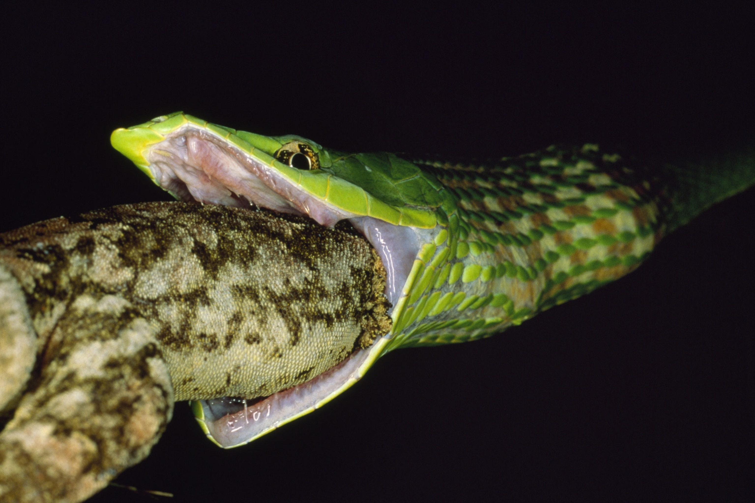 Beyond Birds, Cats Also Kill Reptiles