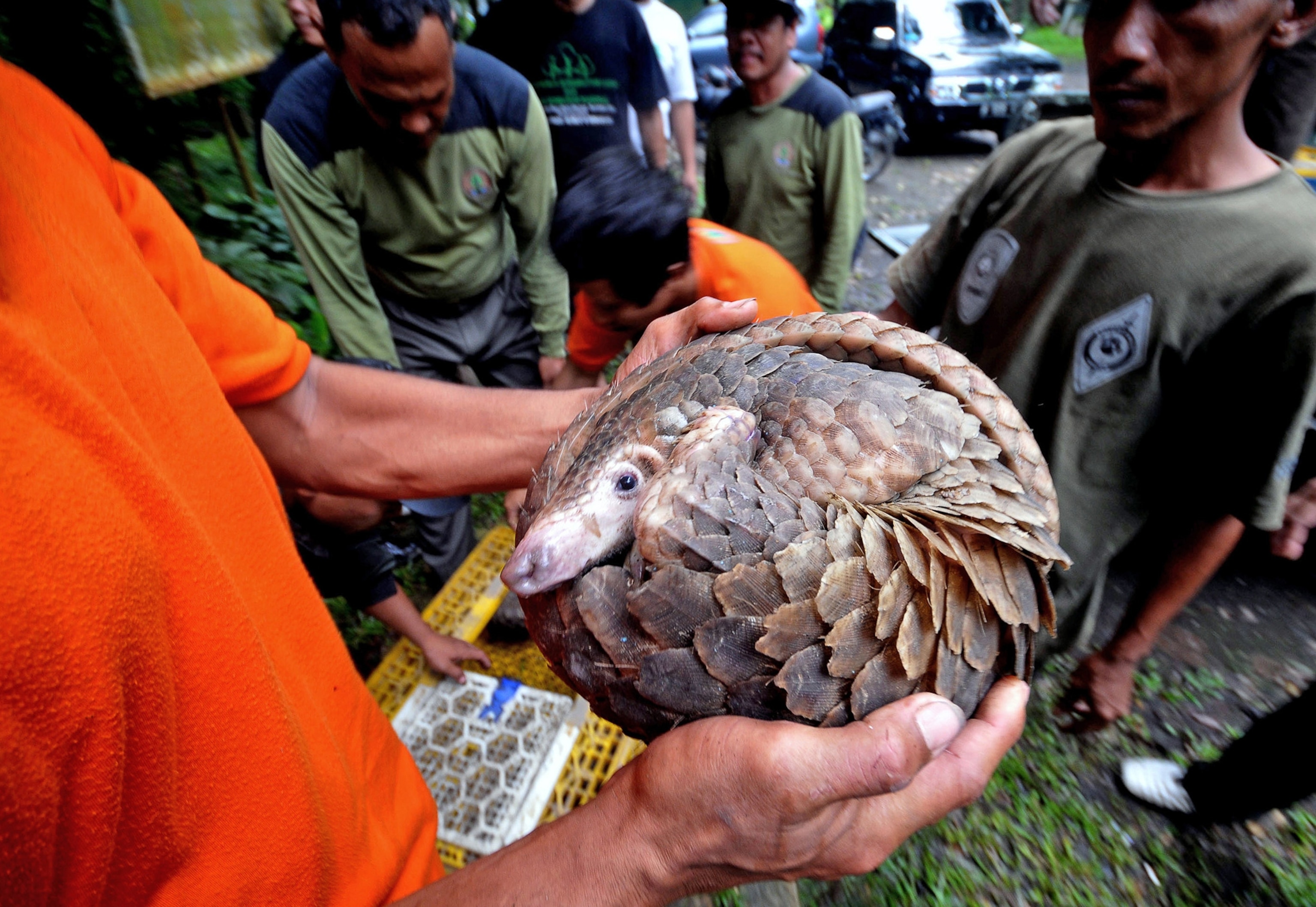 a pangolin confiscated from wildlife traffickers