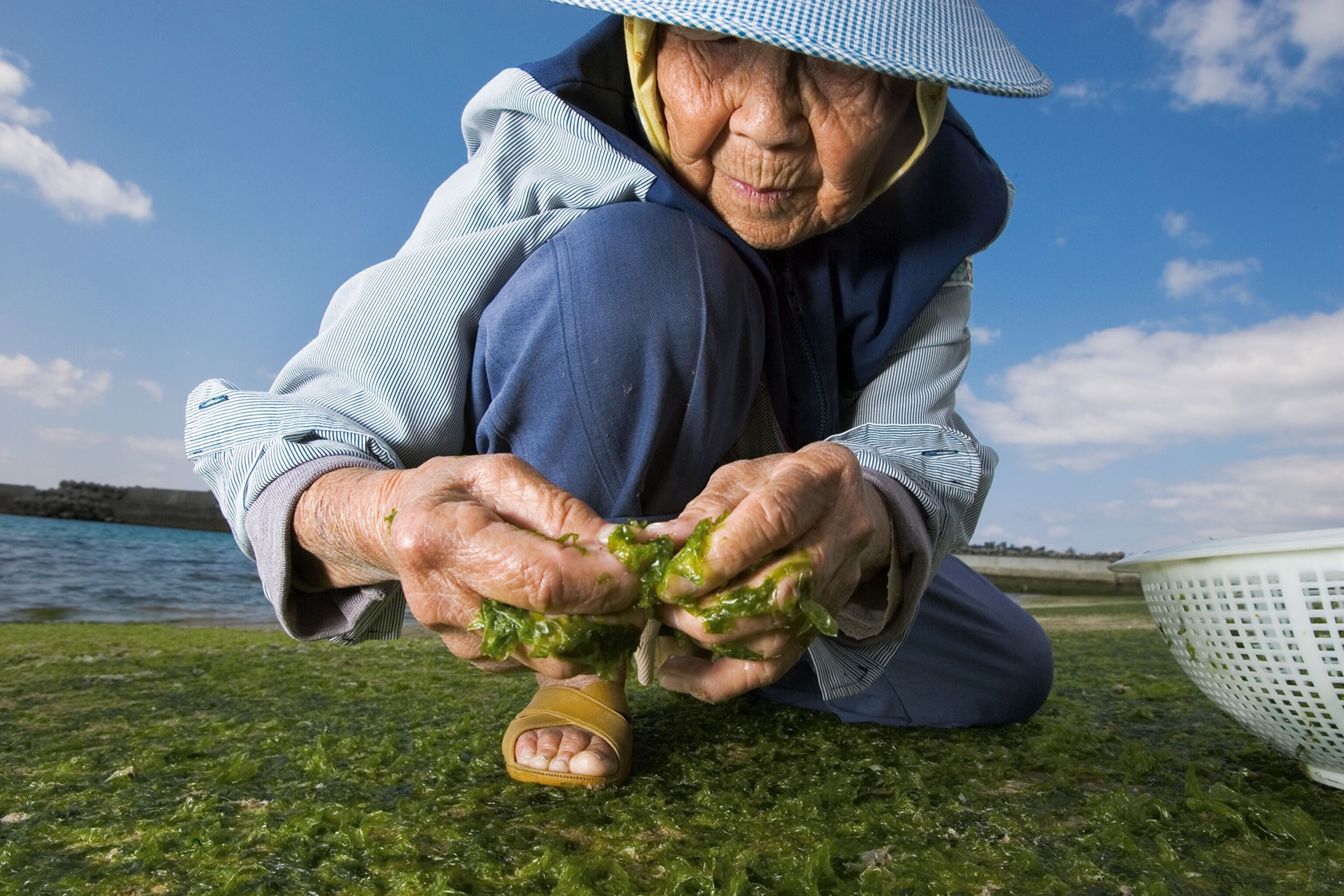 a woman harvesting seaweed