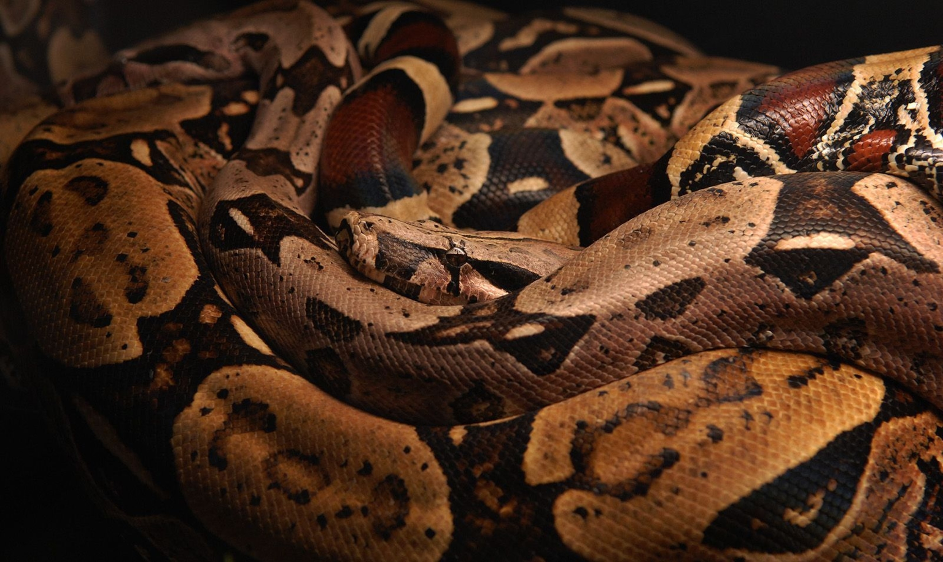 Boa Constrictor | National Geographic