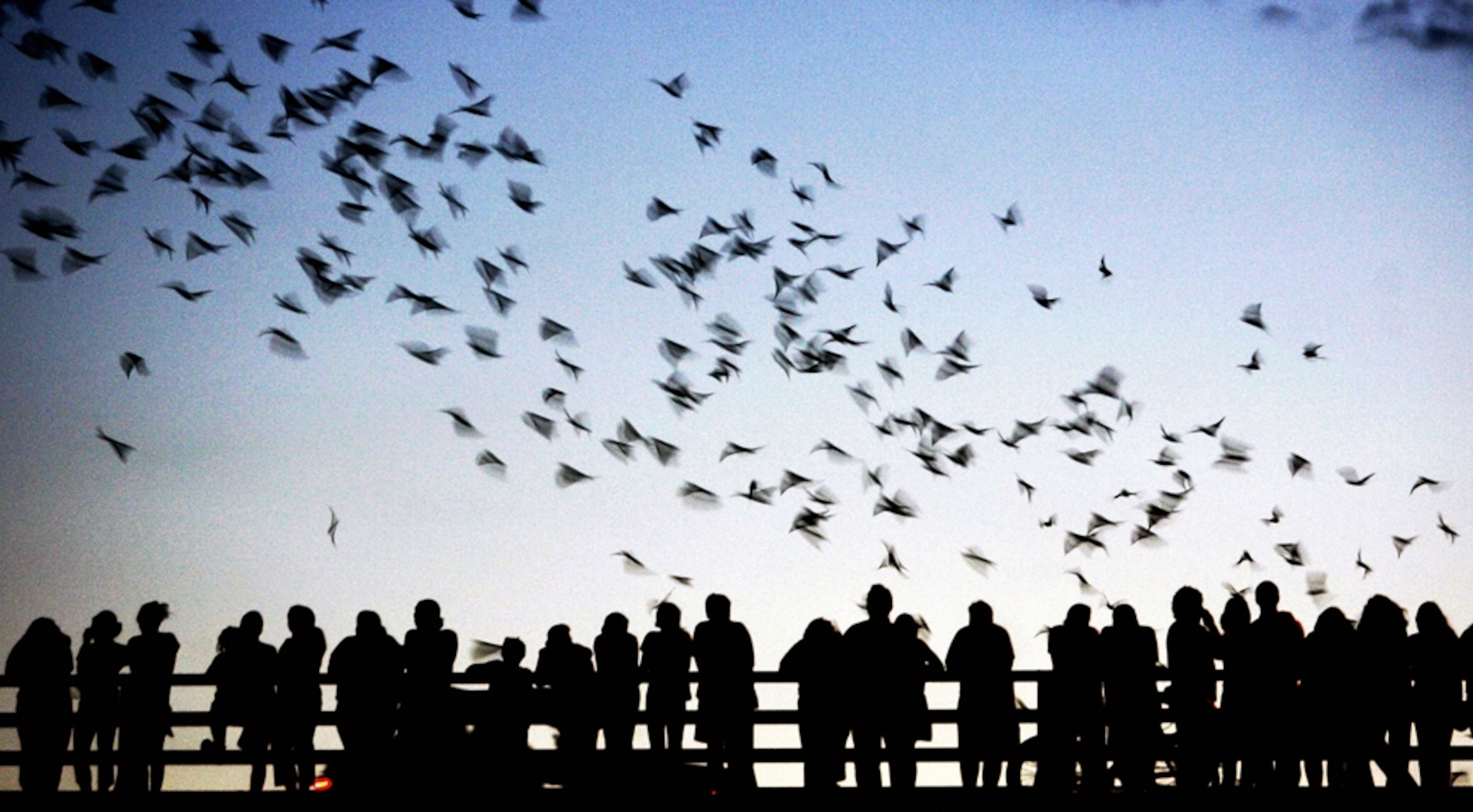 people watching bats fly