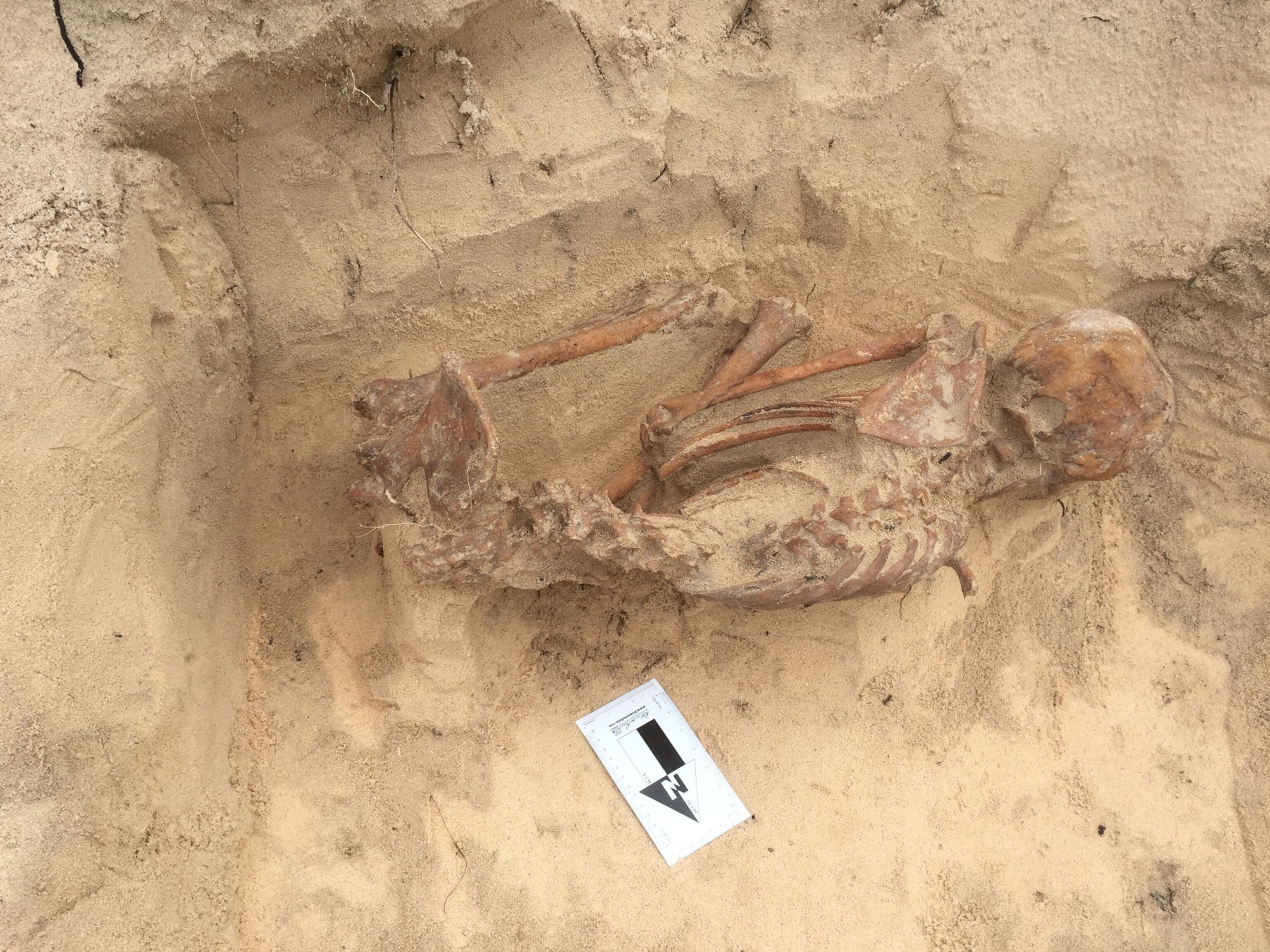 caribbean-ancient-dna-skeleton_4x3.jpg