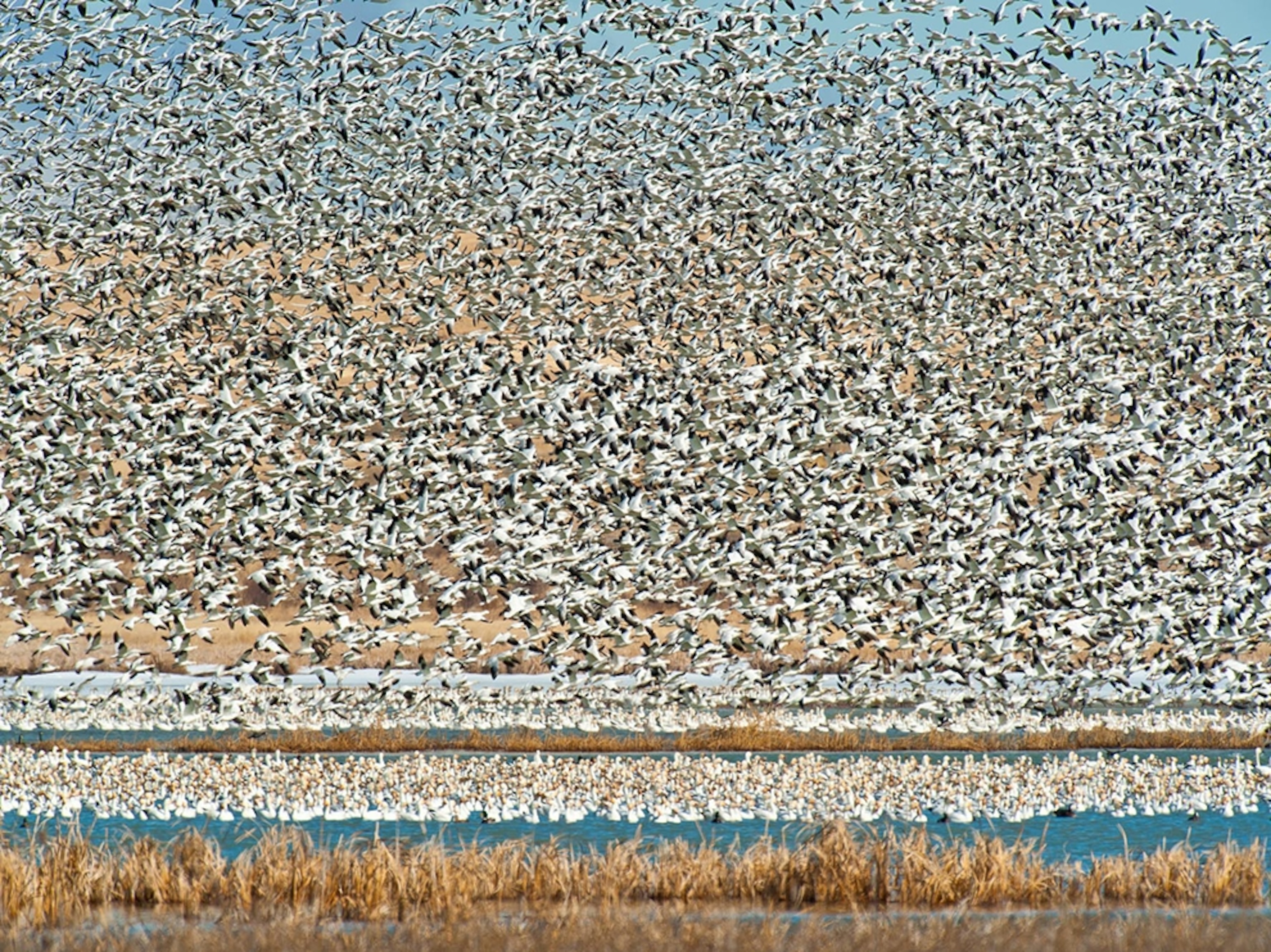 snow geese taking off from Freezout Lake, Montana