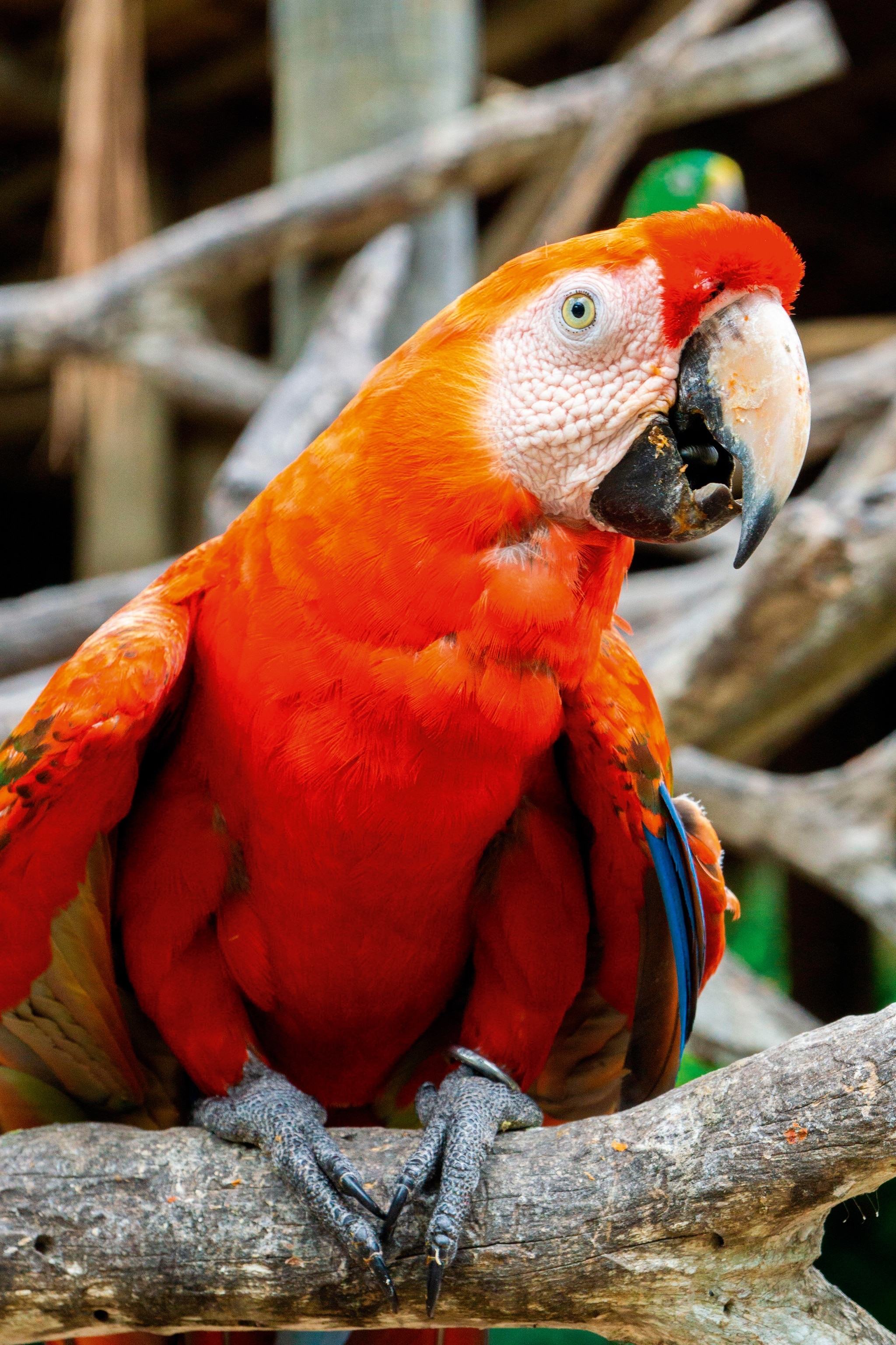 Up-close image of a scarlet macaw