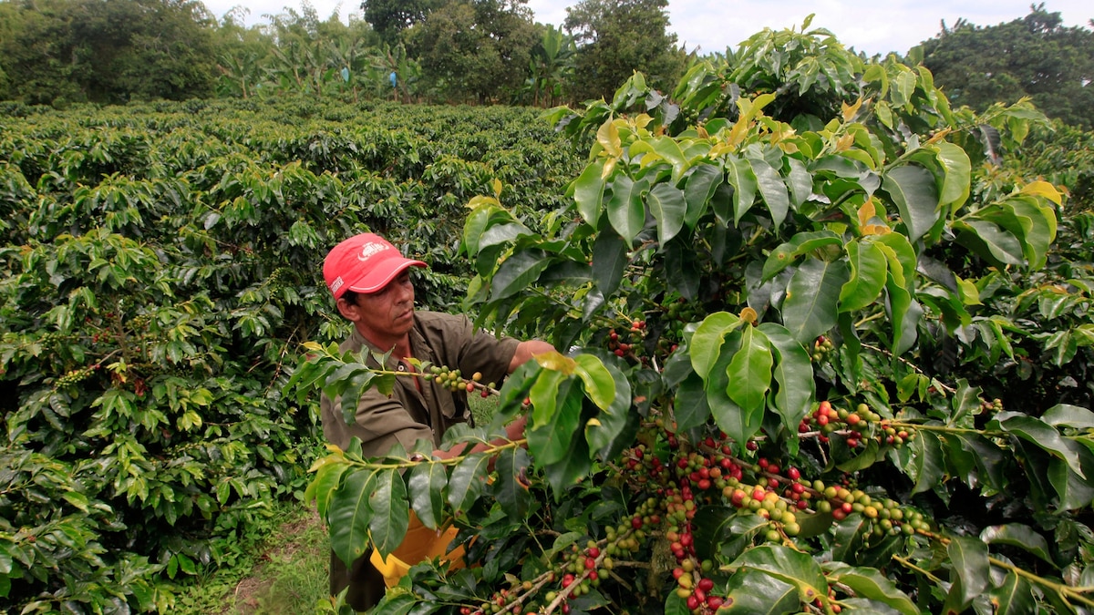 The Last Drop? Climate Change May Raise Coffee Prices, Lower Quality