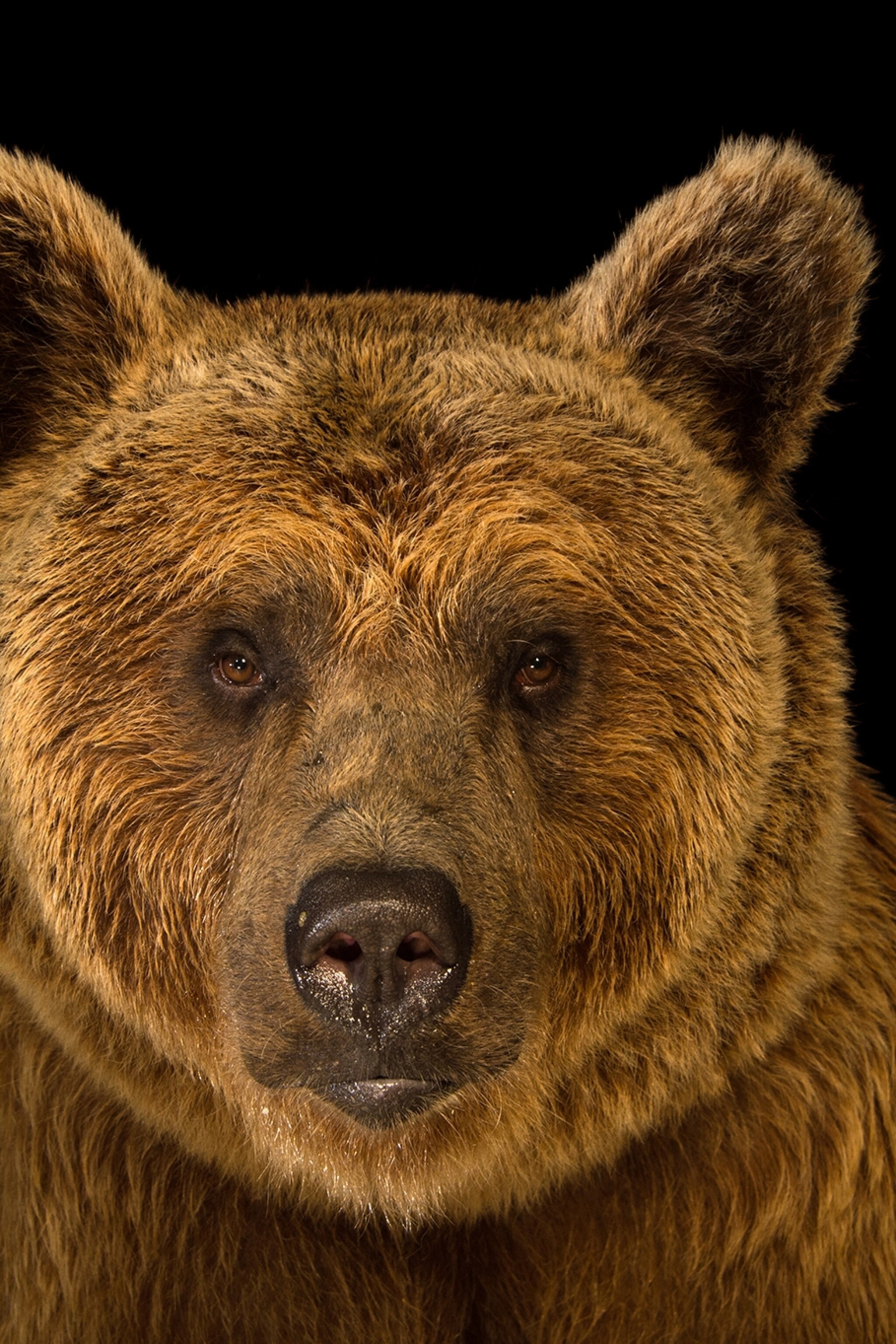 Exploring the gay bear scene how to locate them and how to connect J