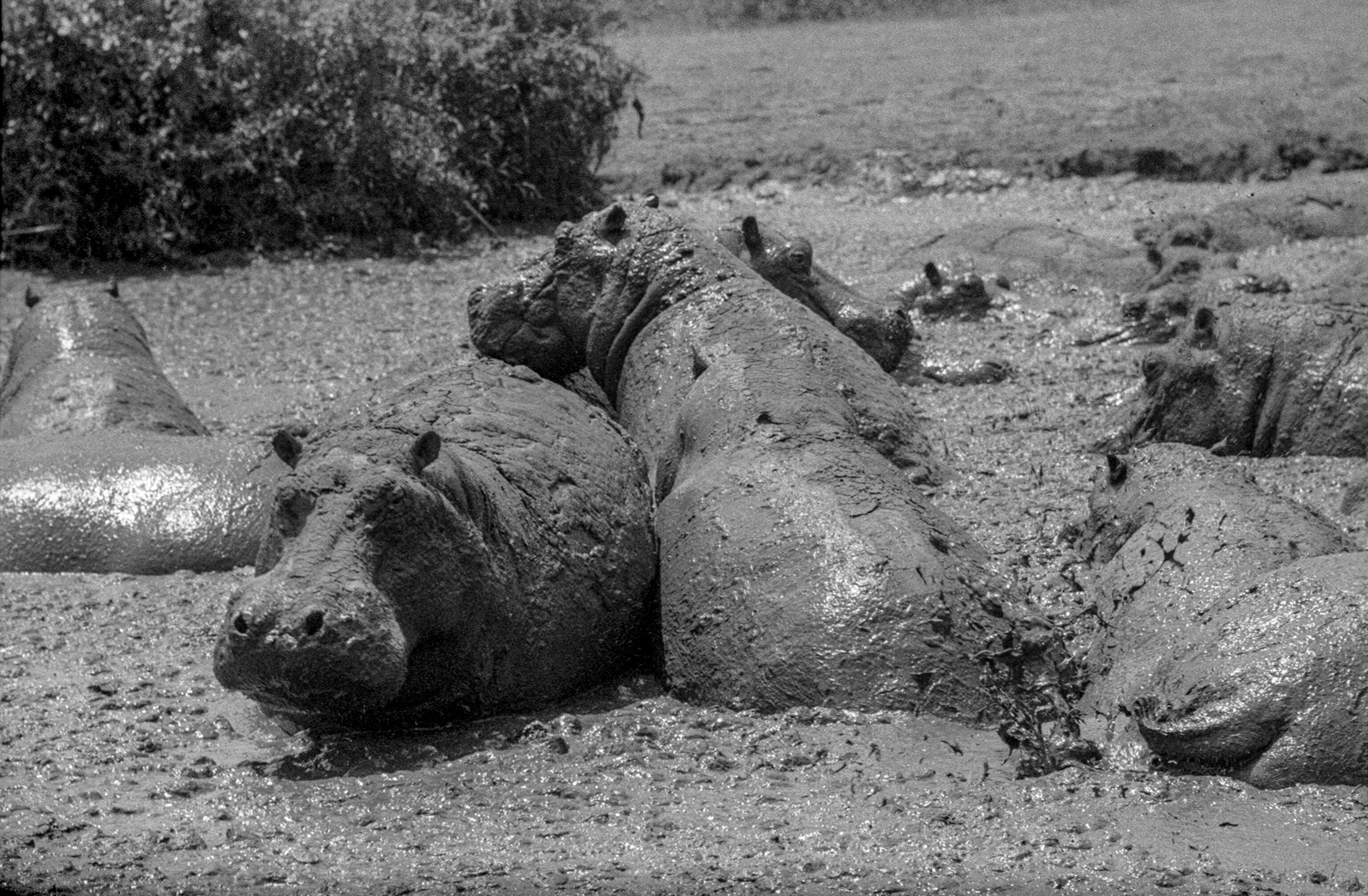 Hippos roll around in the mud