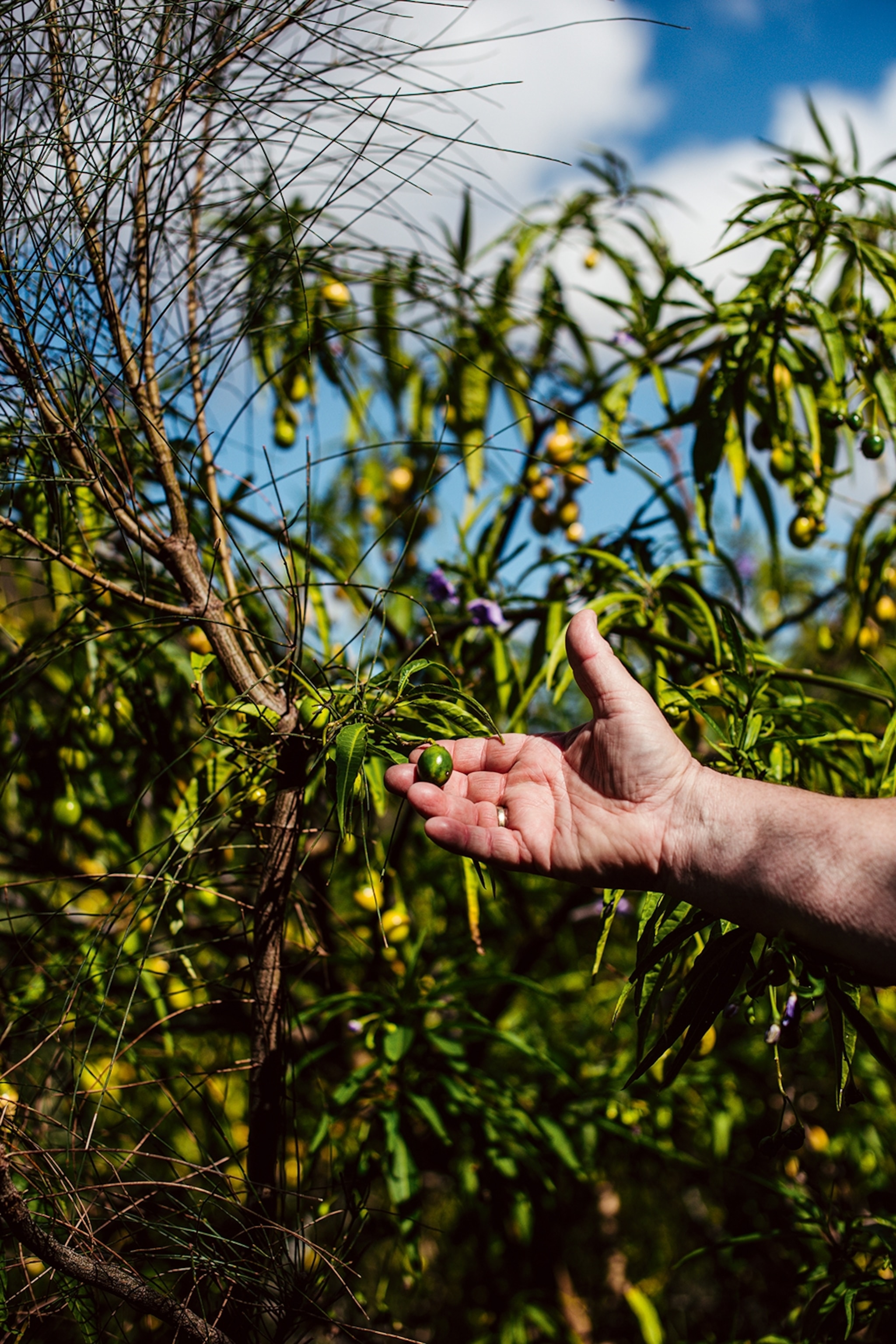 A hand pointing out an olive-shaped fruit on a bush.