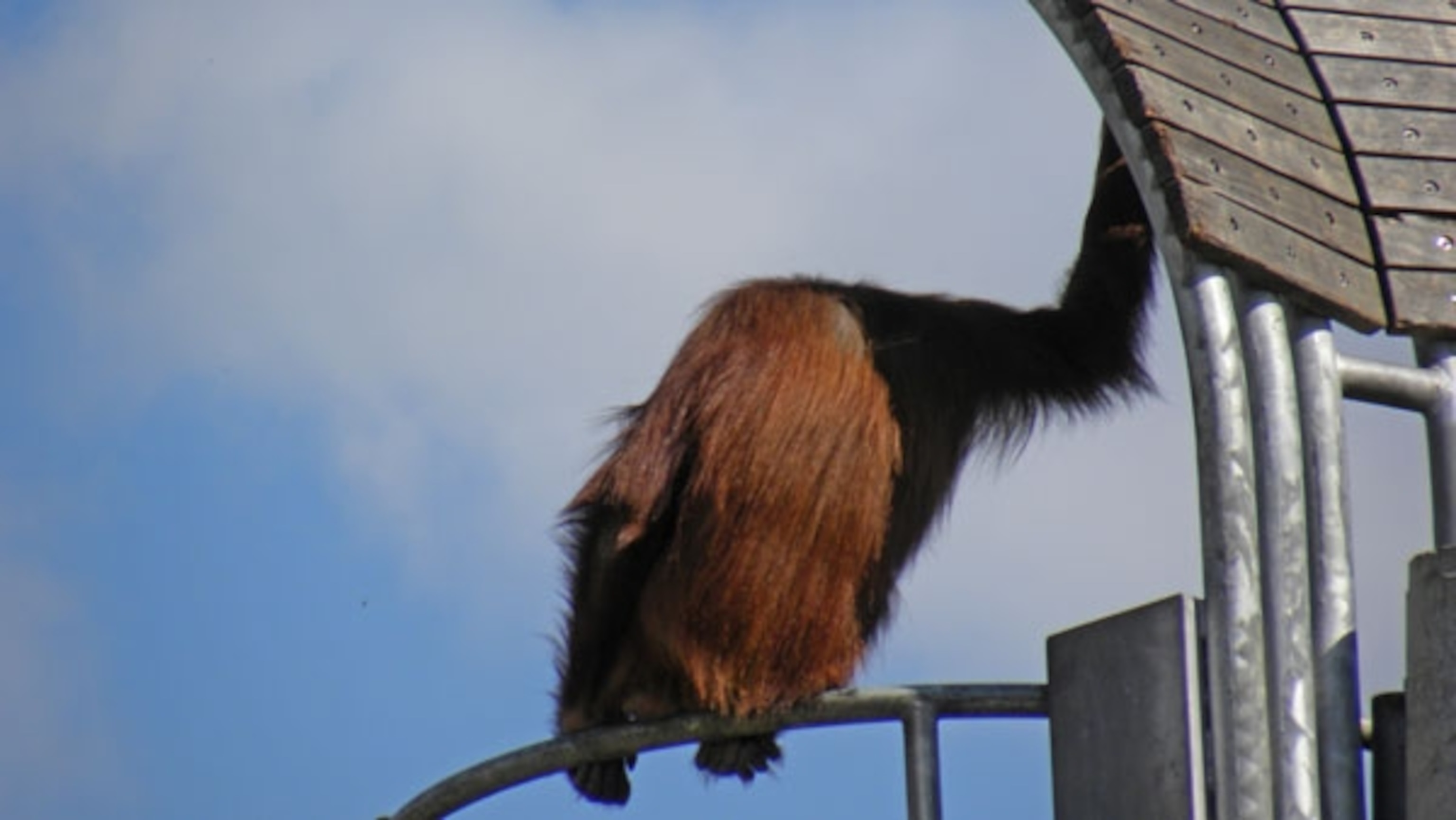 Orangutan_relaxing