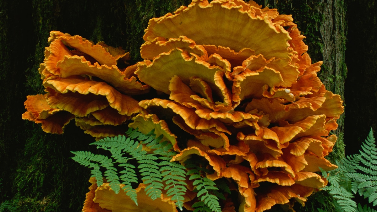 Why are mushrooms so meaty? Here's what the science says. | National  Geographic