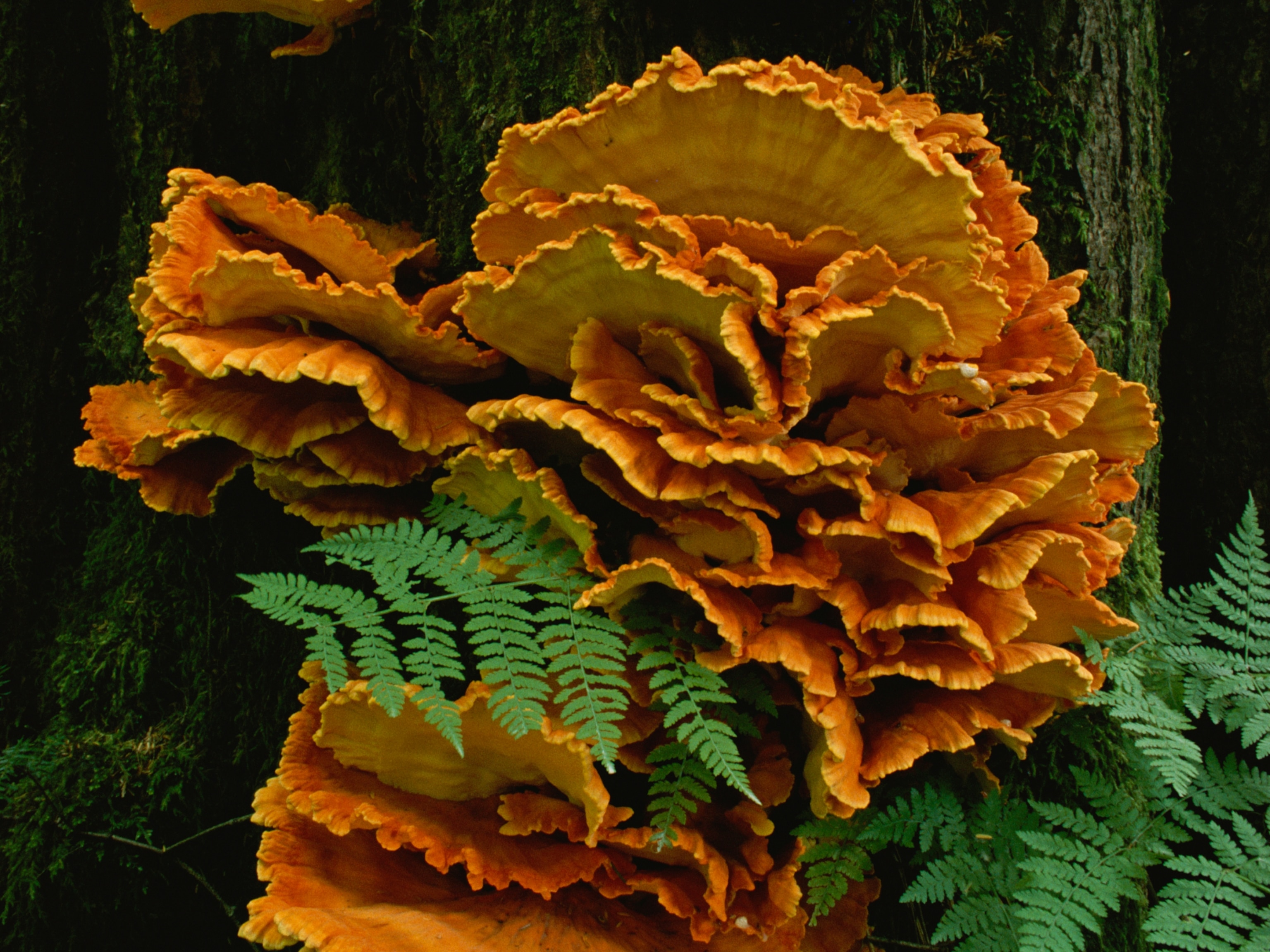 Мөөг яагаад махлаг амттай байдаг вэ? Шинжлэх ухааны үүднээс тайлбарлав