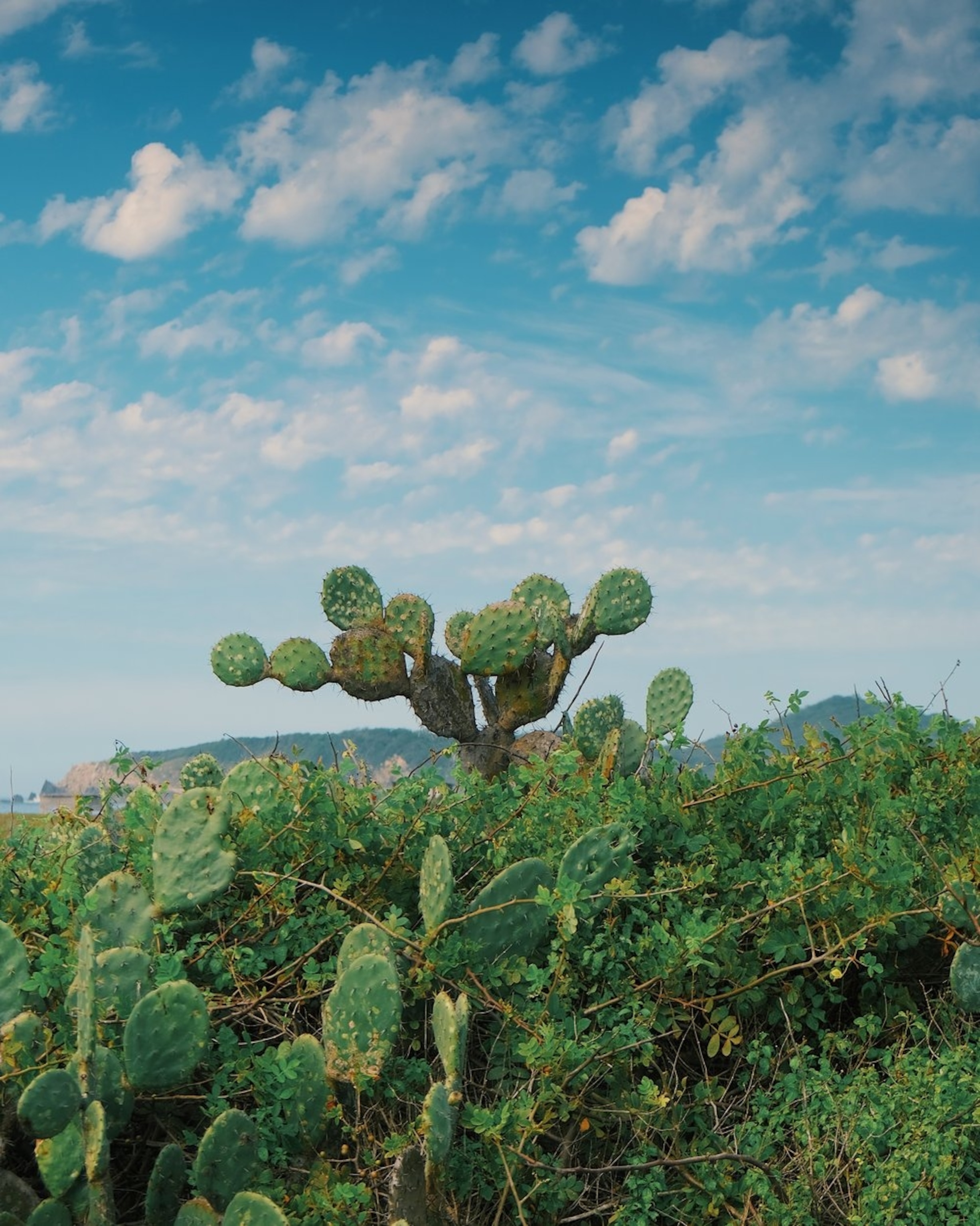 Cactus near the Casa Wabi arts centre in Puerto Escondido.