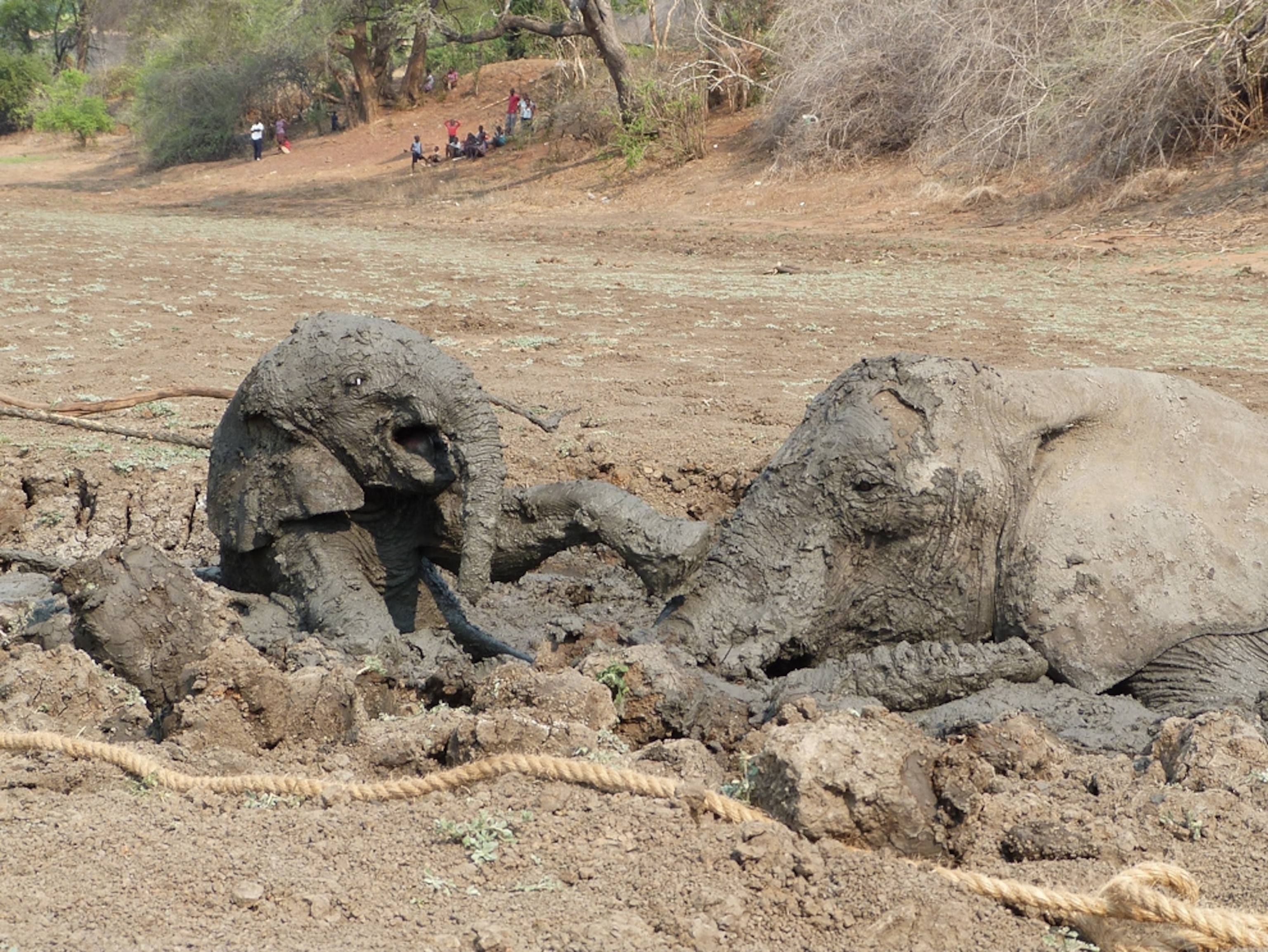 Elephants picture: Baby being rescued