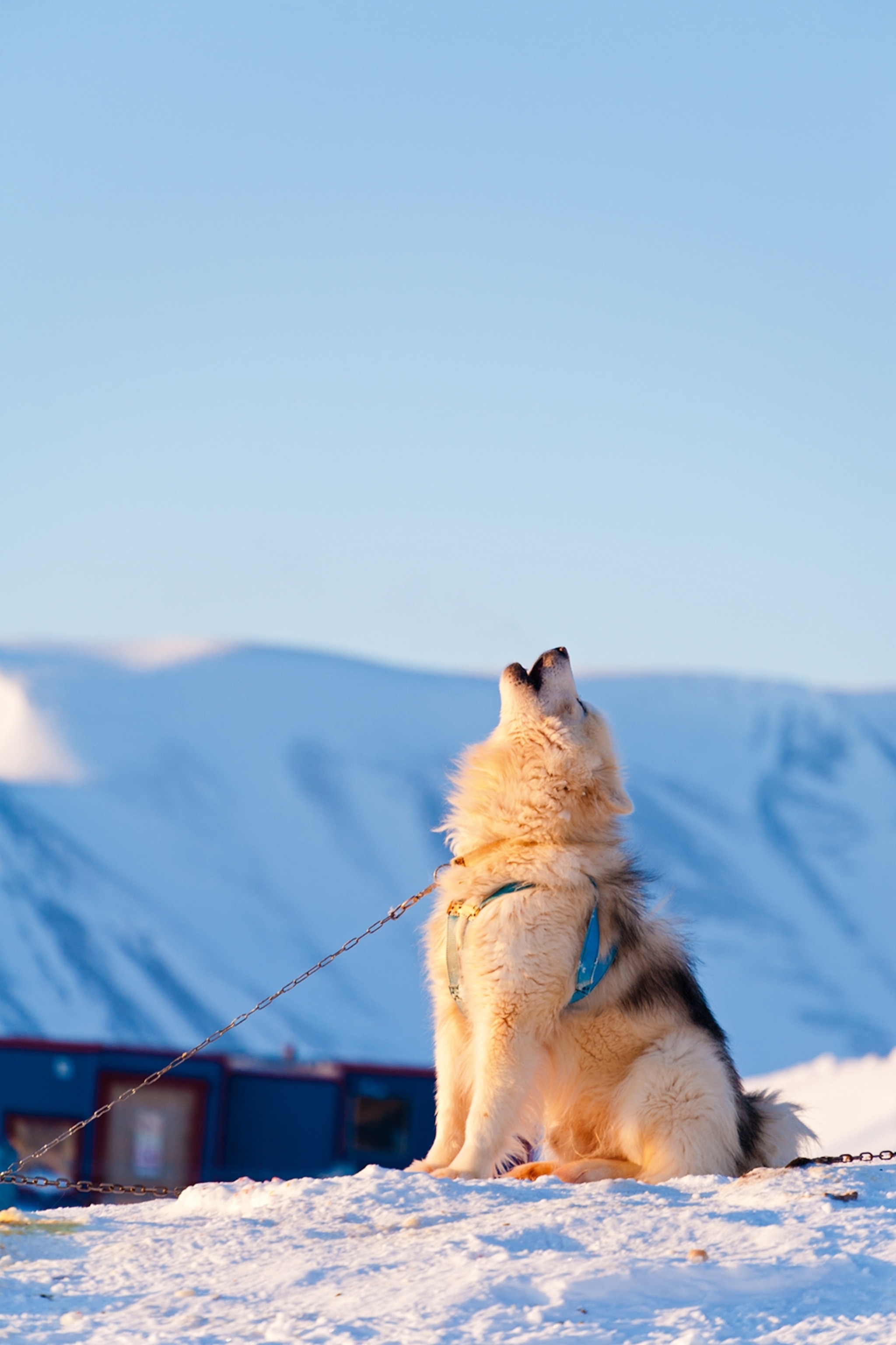 husky in greenland