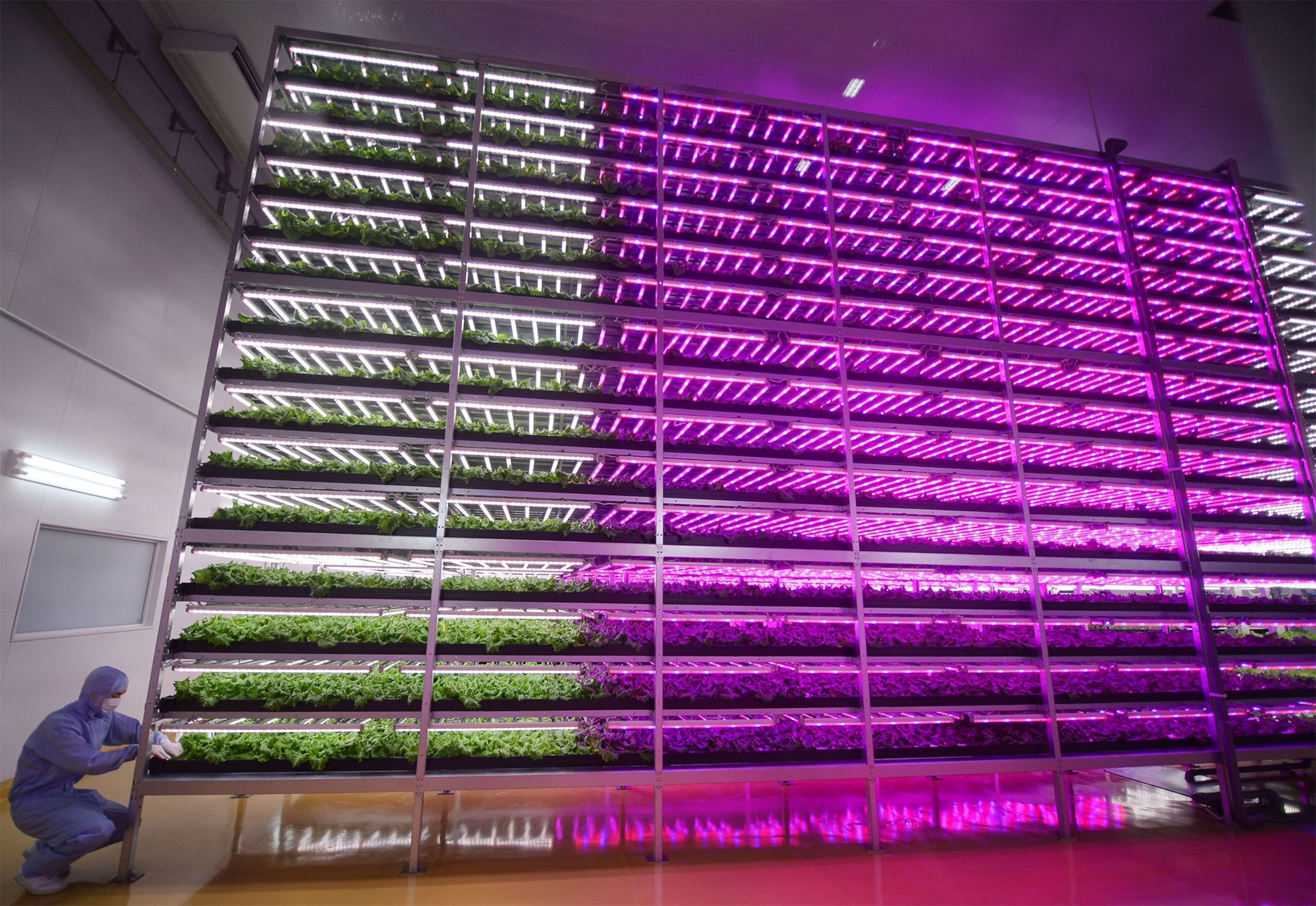 Q&A: Inside the World's Largest Indoor Farm | Nat Geo Food