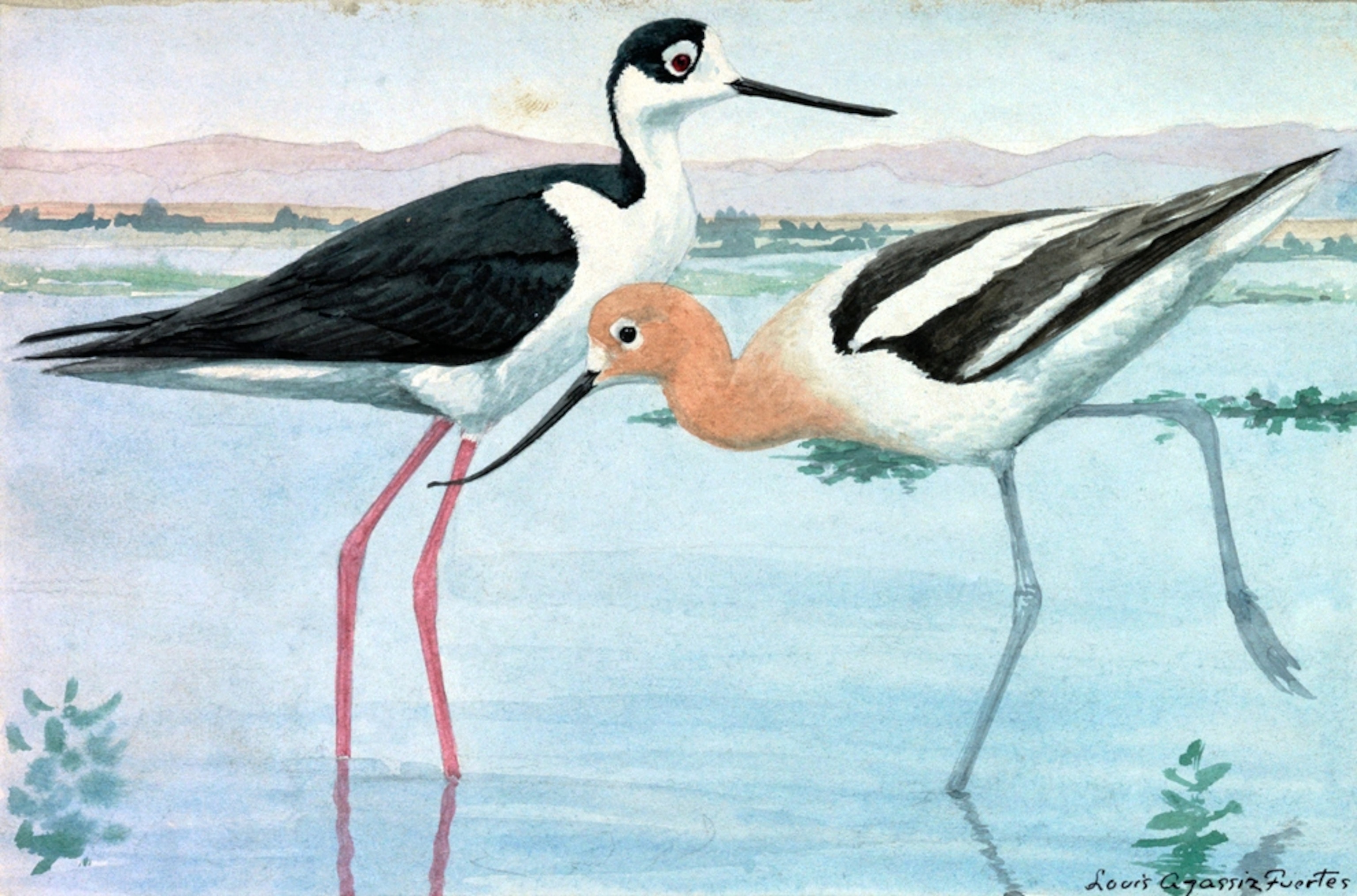 Illustration: A black-necked stilt and American avocet