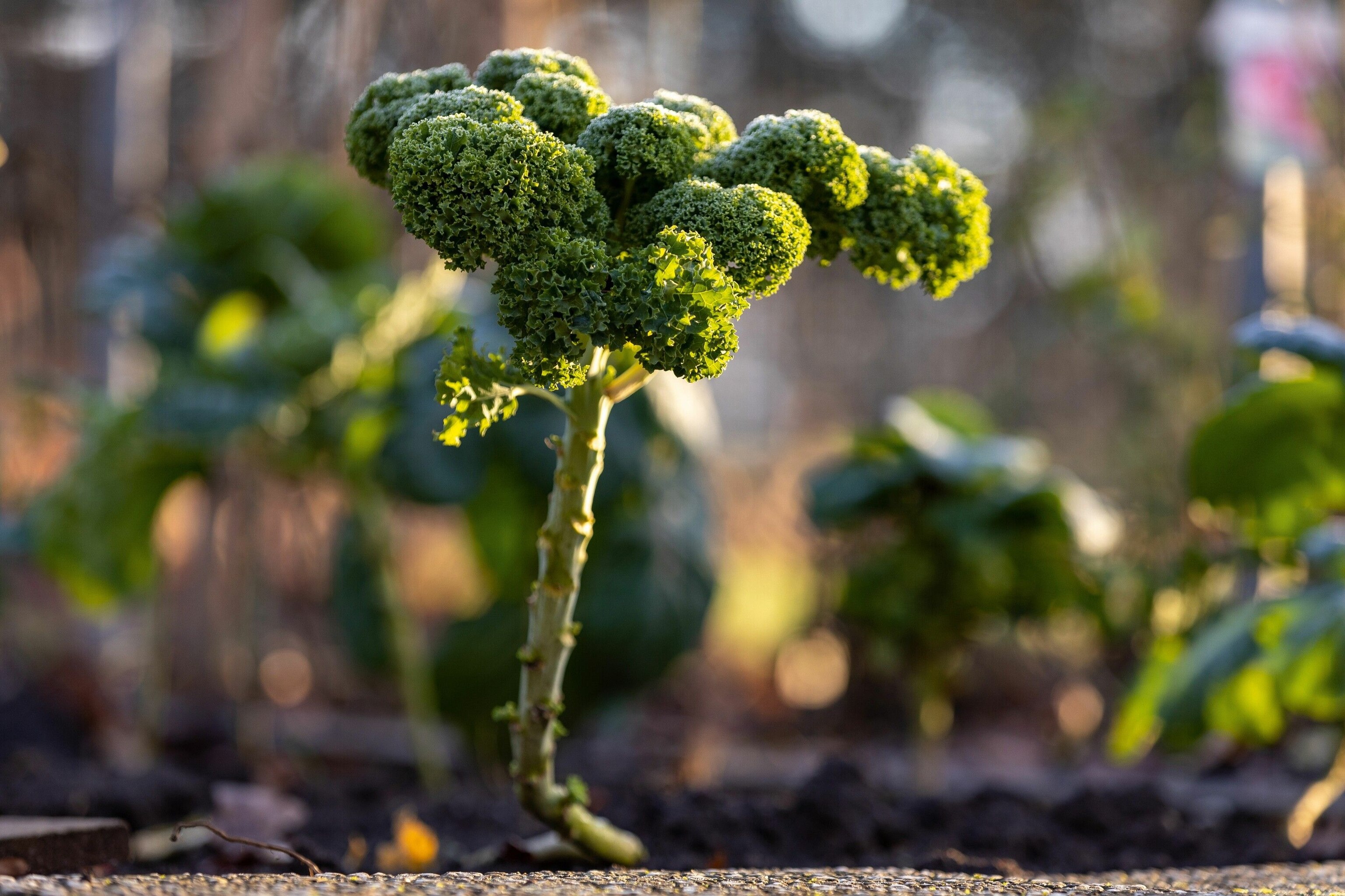 German curly kale is German curly kale is not the stuff of smoothies and salads: it is thick-stemmed and hardy.