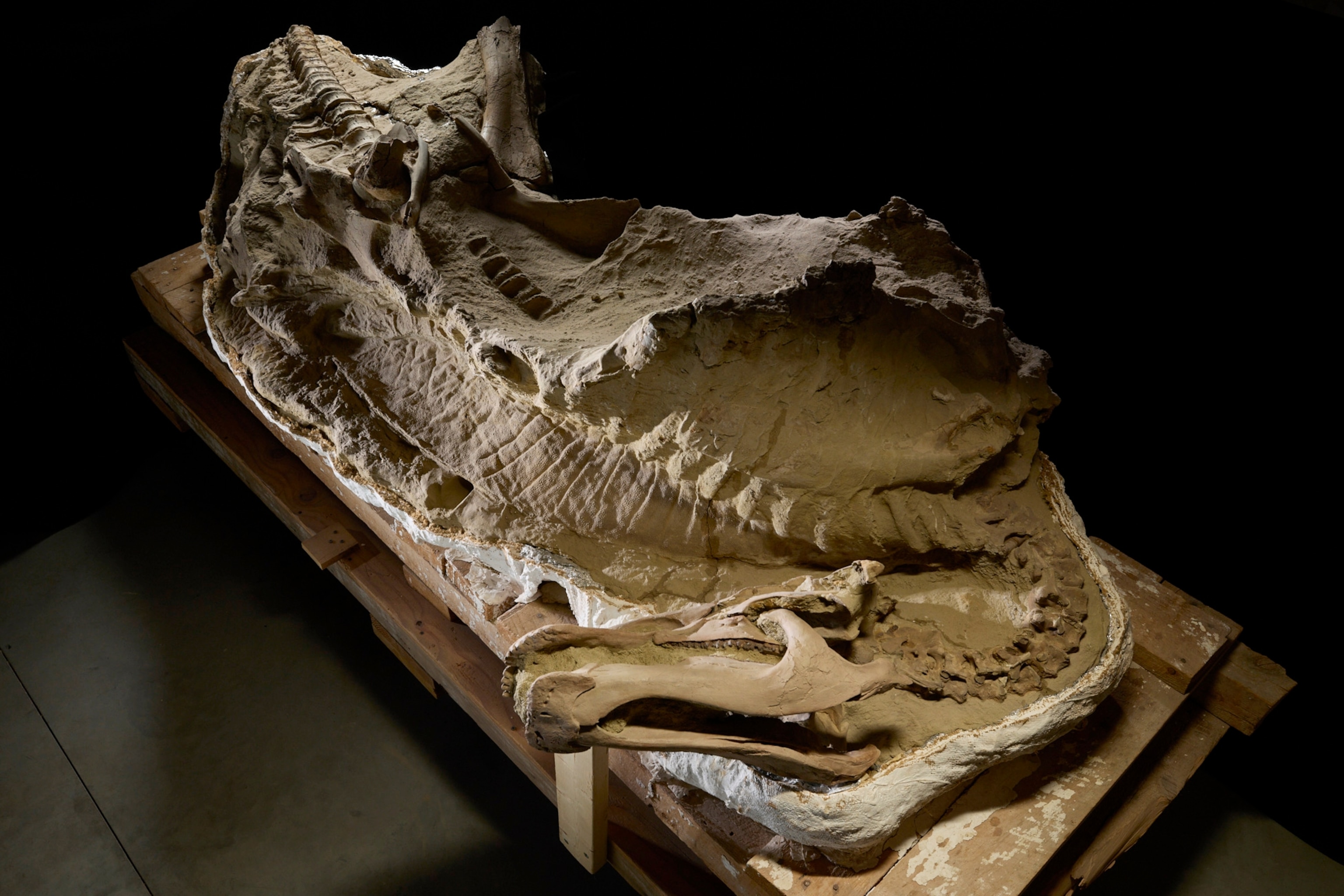 Here's how dinosaur 'mummies' are helping scientists solve fossil mysteries | National Geographic