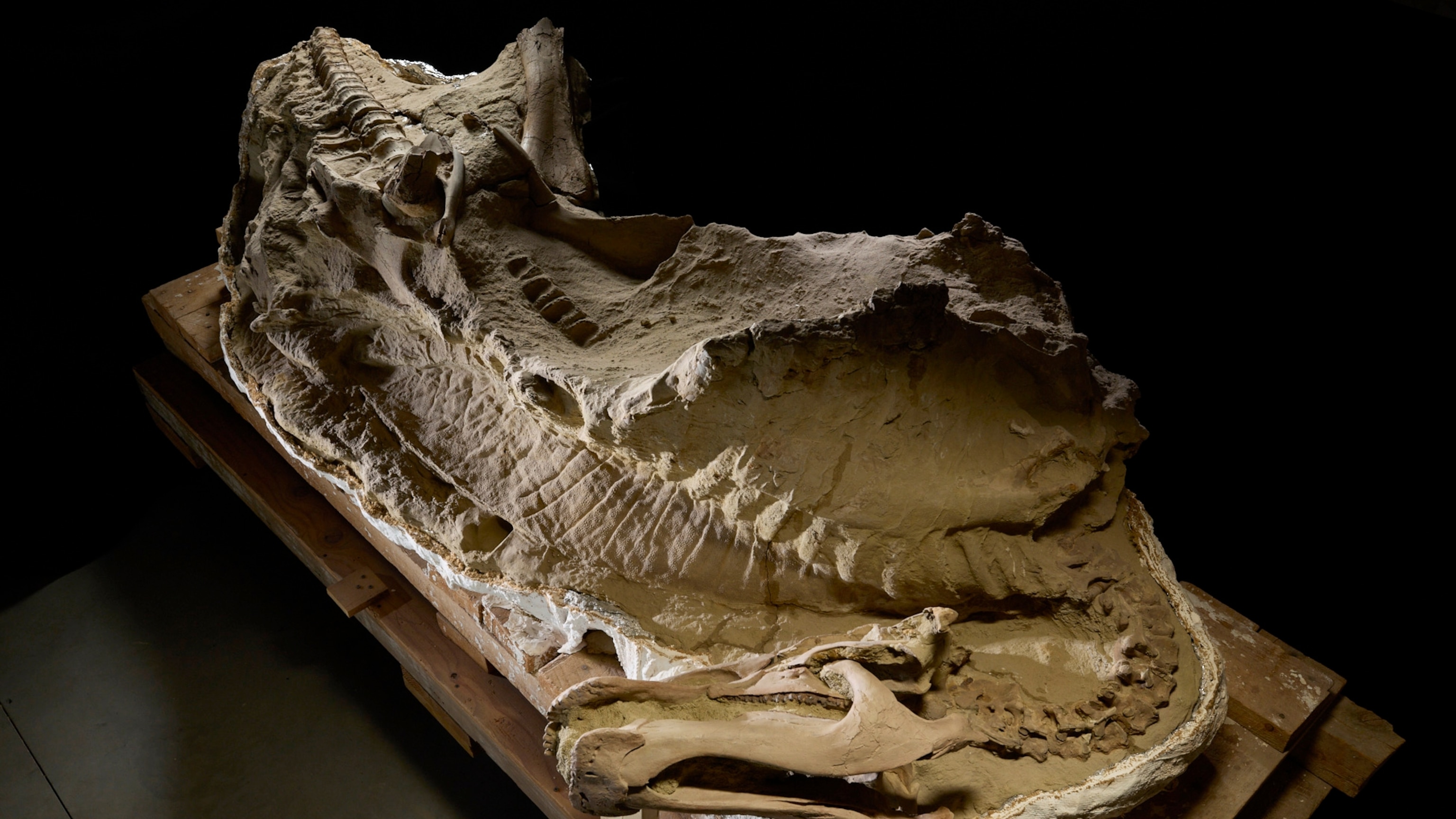 How did these dinosaurs become ‘mummies’? 2 new fossils help solve the mystery