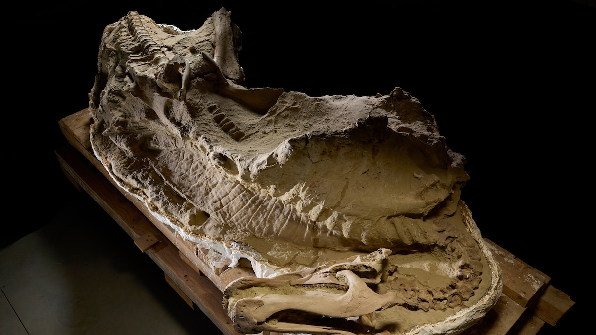 Here's how dinosaur ‘mummies’ are helping scientists solve fossil mysteries