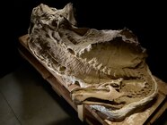 Dino era Mammal The Jurassic Mother Of Us All National Geographic Dino era Mammal The Jurassic Mother Of Us All National Geographic