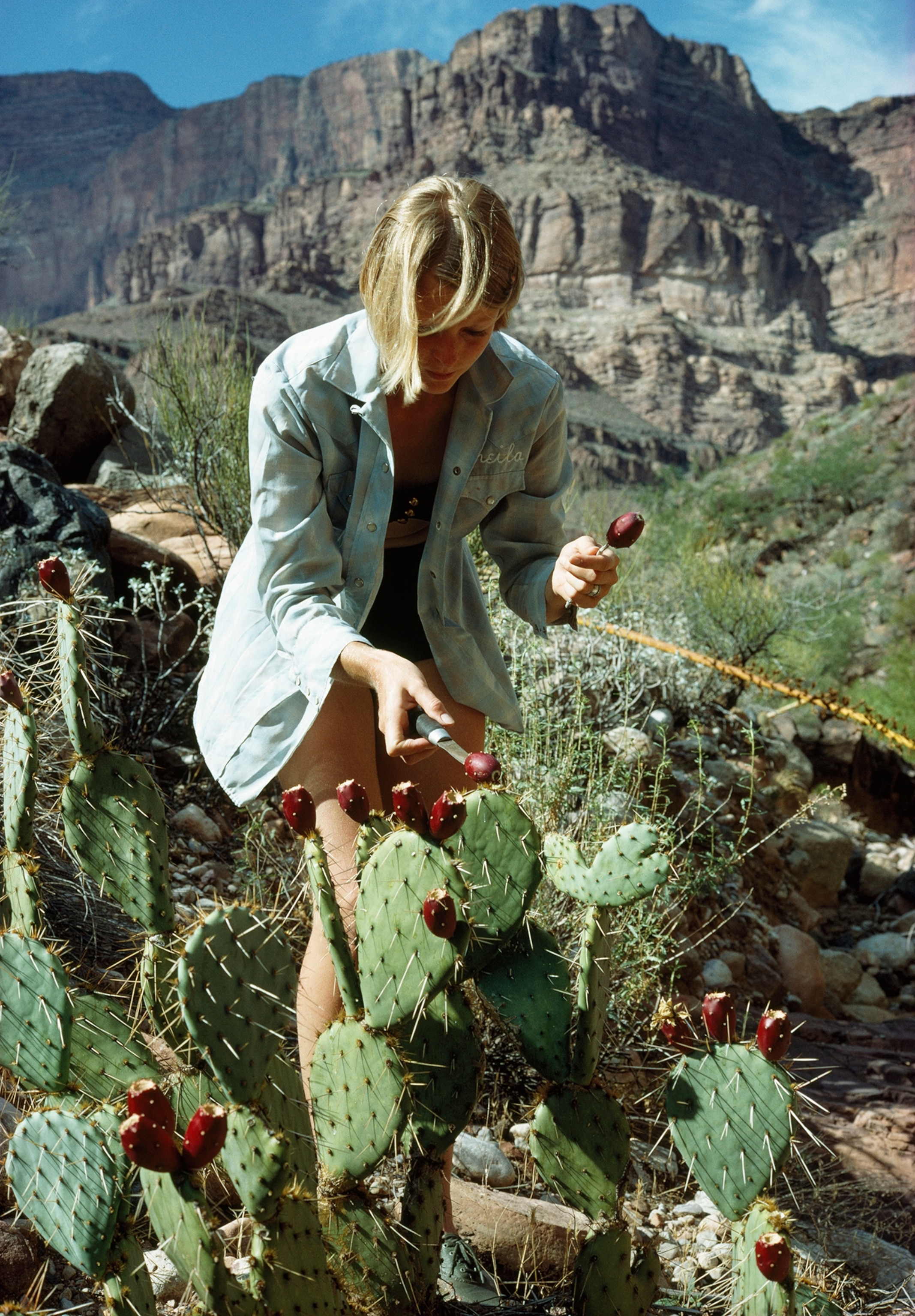 Woman carefully harvests fruit from prickly pear cactus.