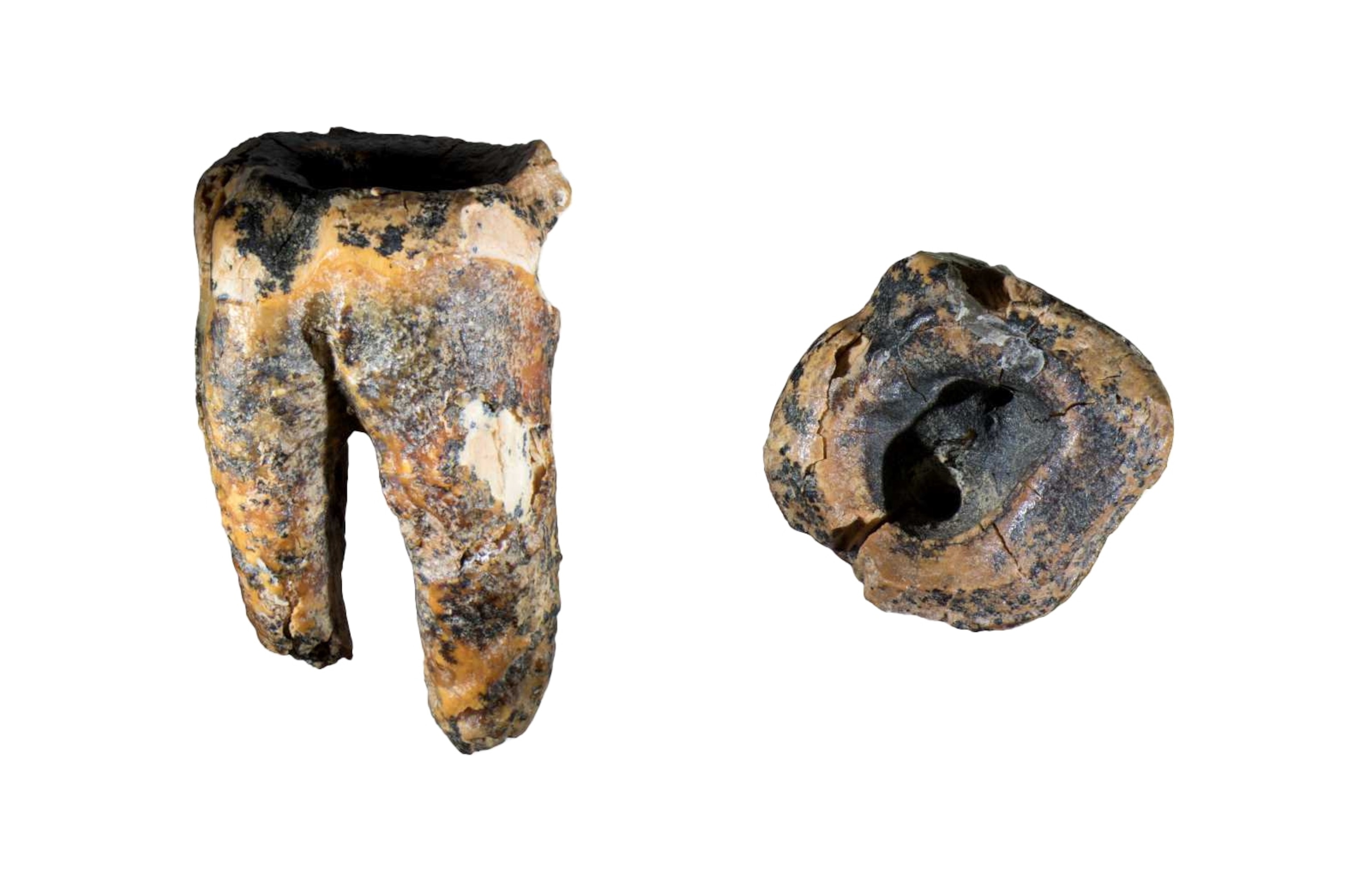 Side and top-down views of a fossilized tooth with a dark, hollow center and a rough, textured surface in shades of brown and gray, on a white background.
