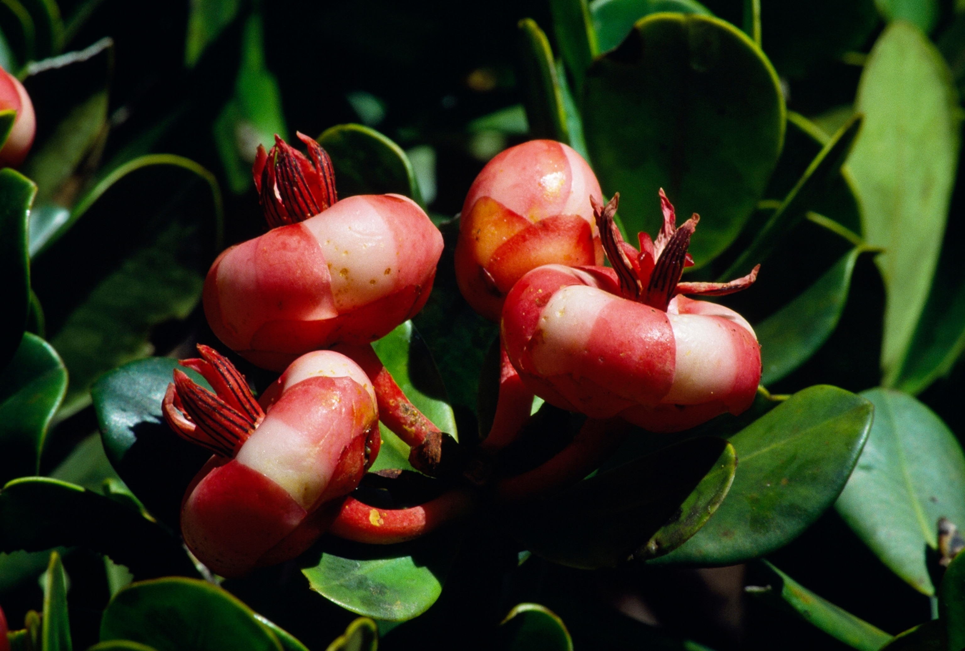 A view of Madagascar's Symphonia nectarifera blossom.