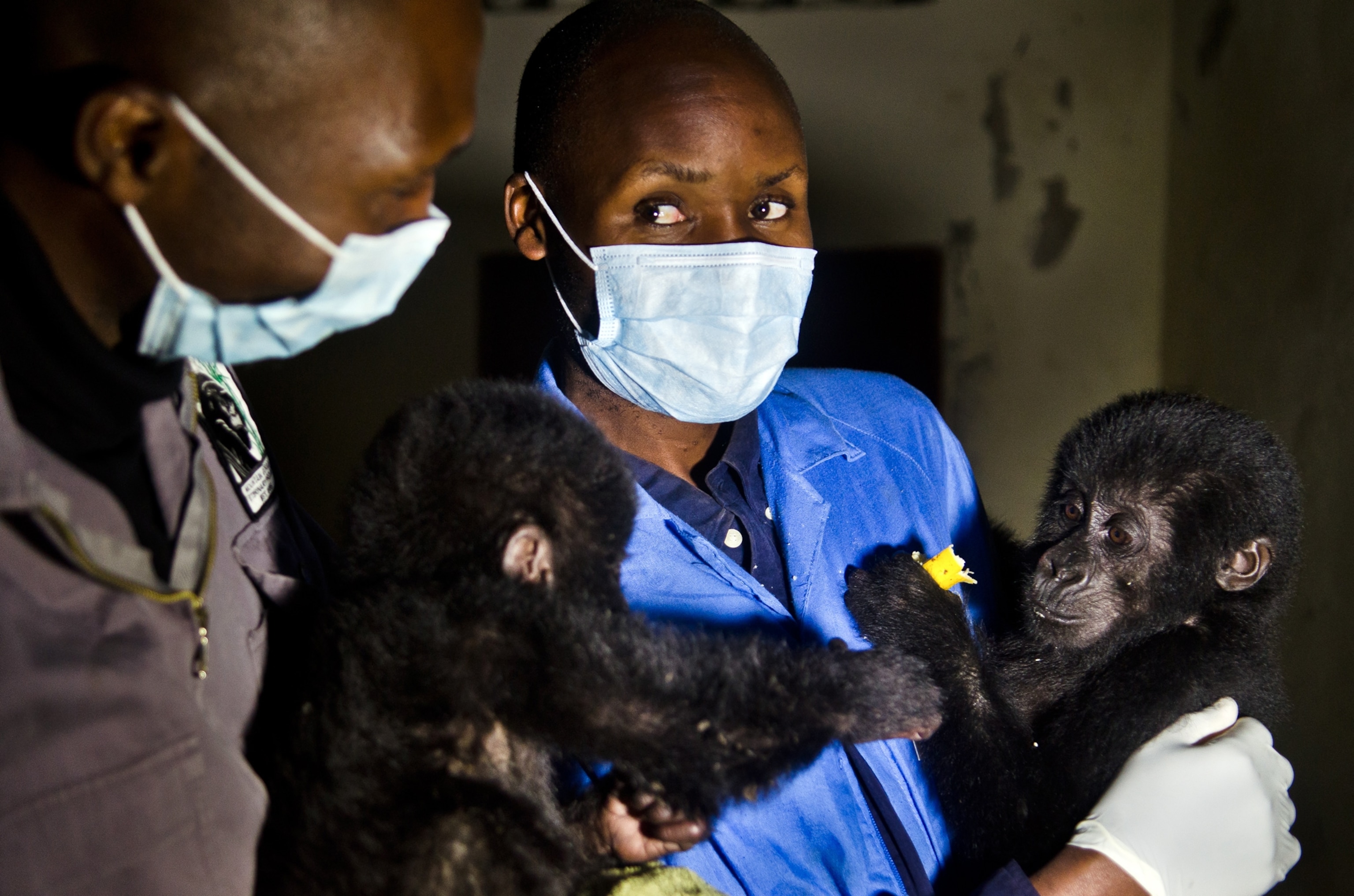 gorilla picture - orphans rescued from poachers in africa