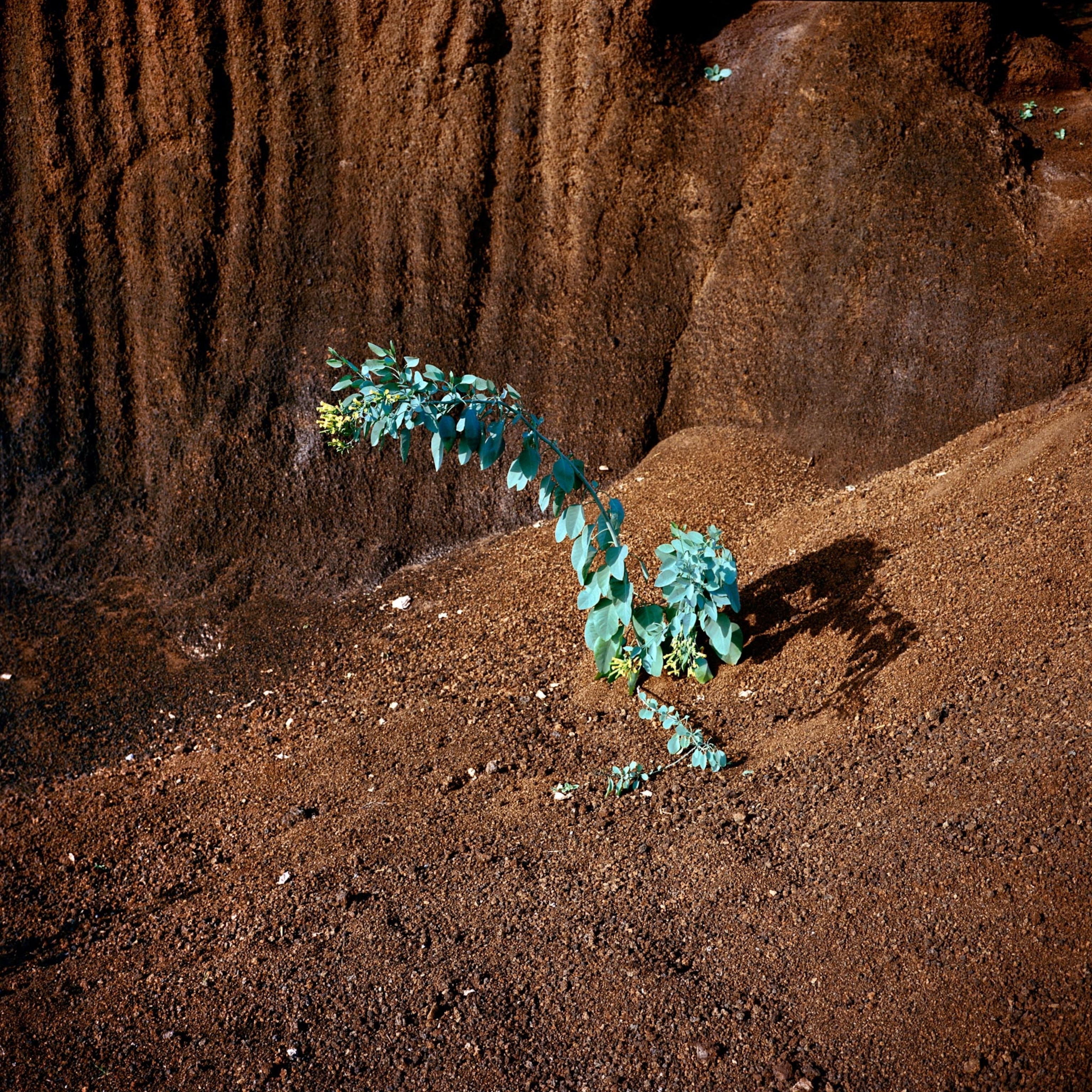 plant sprouting from volcanic soil