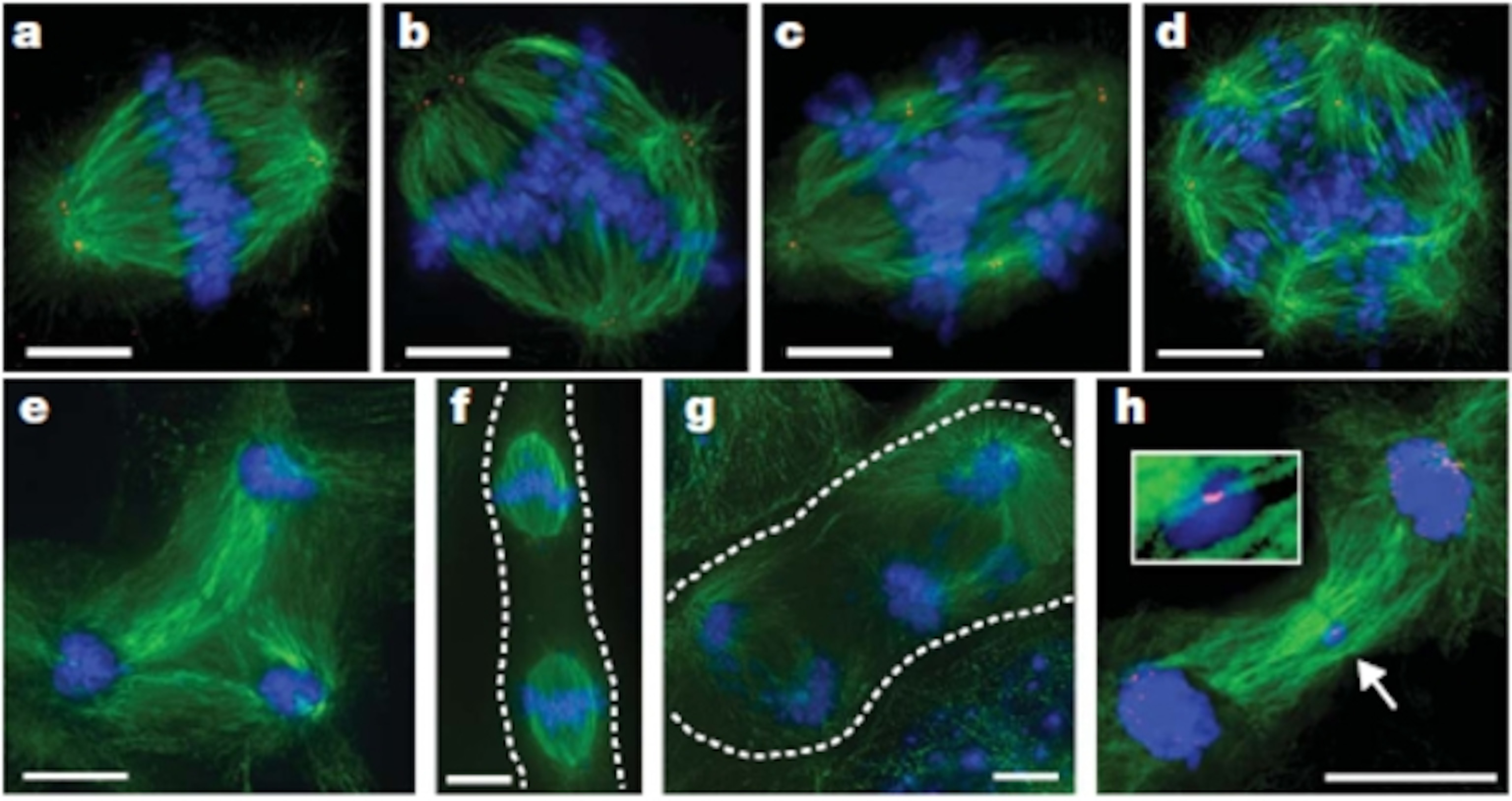 Polyploidy-in-the-liver