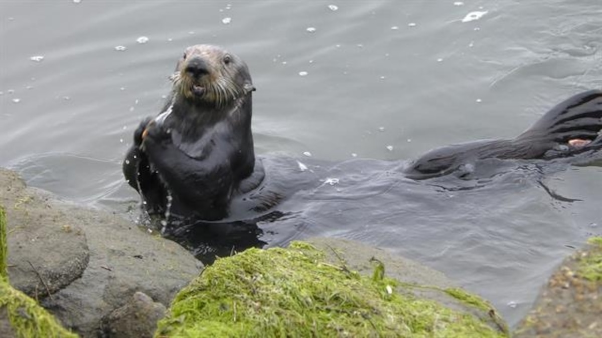 Sea otters use tools, too. Now scientists look at their 'archeology'