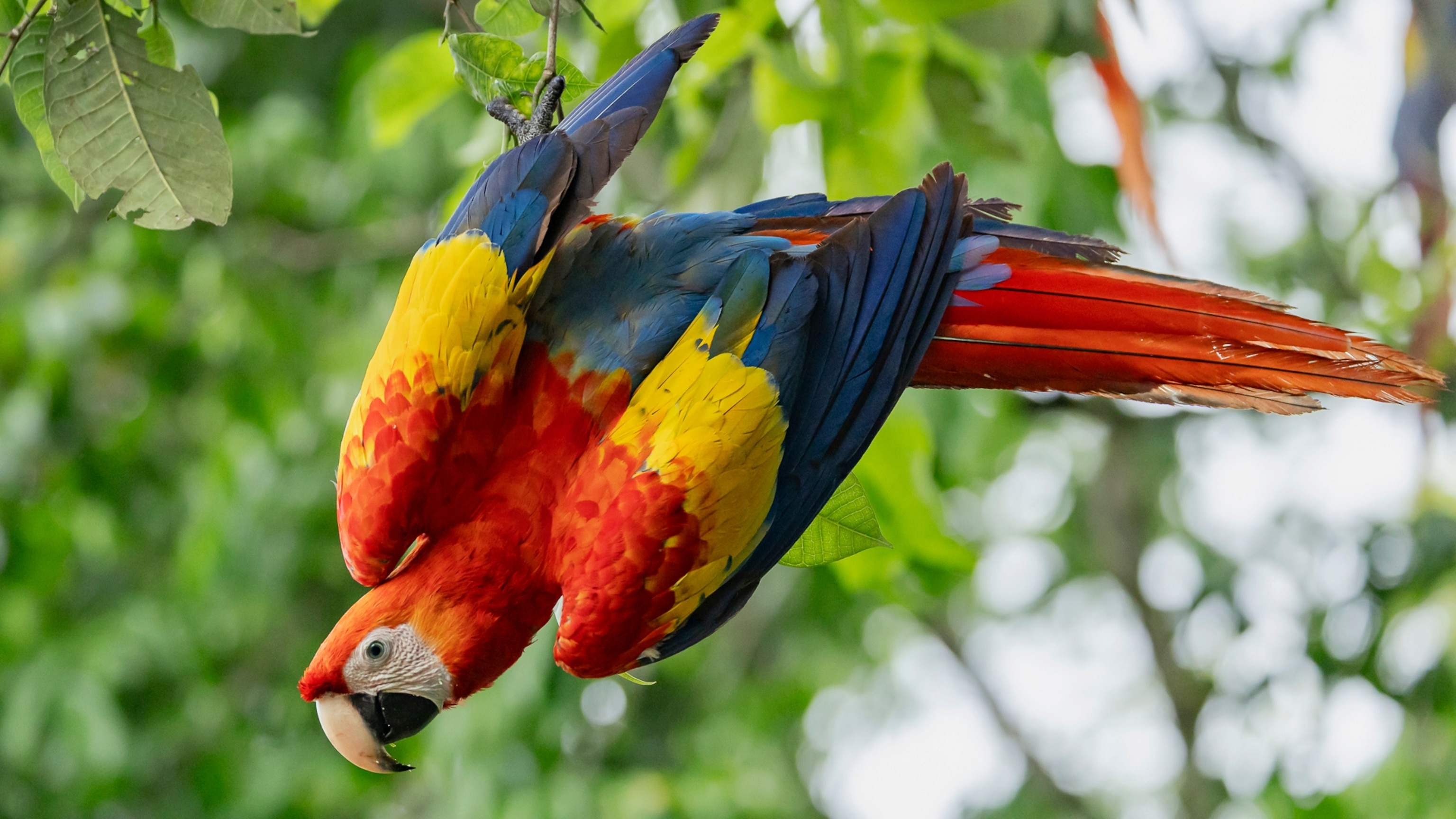 This unorthodox method is saving baby parrots from extinction