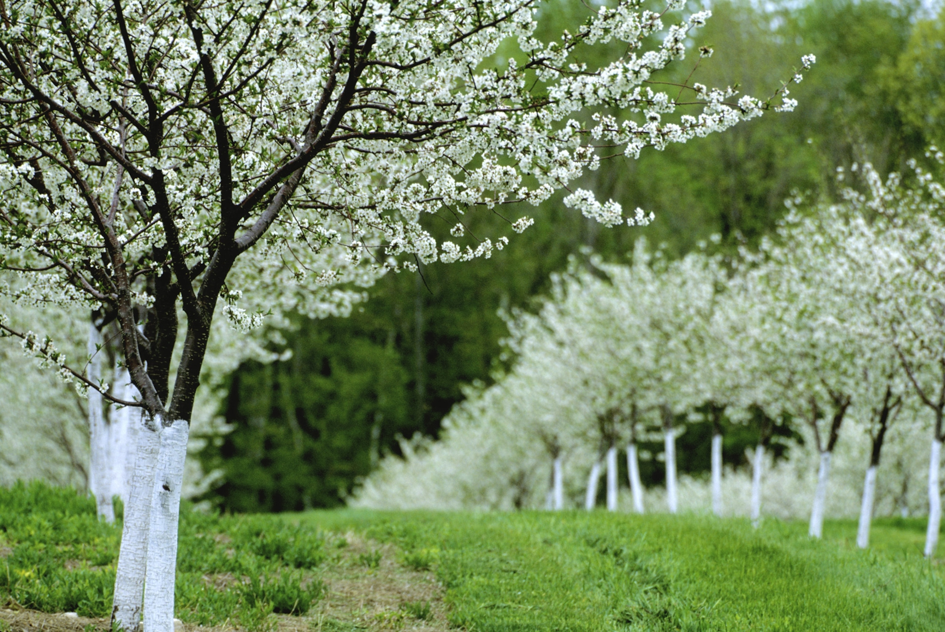 Orchard with green grass and trees in a row with white blossoms
