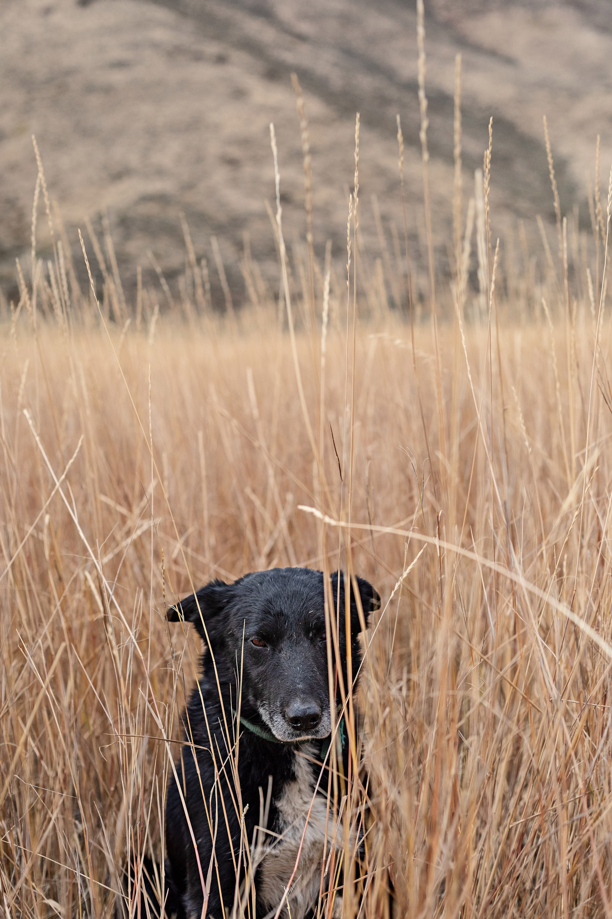 A sheep dog at his herder’s camp near Hailey, Idaho