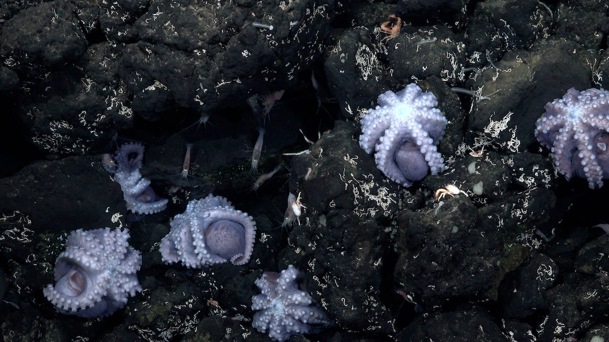 Rare octopus nursery found, teeming with surprises